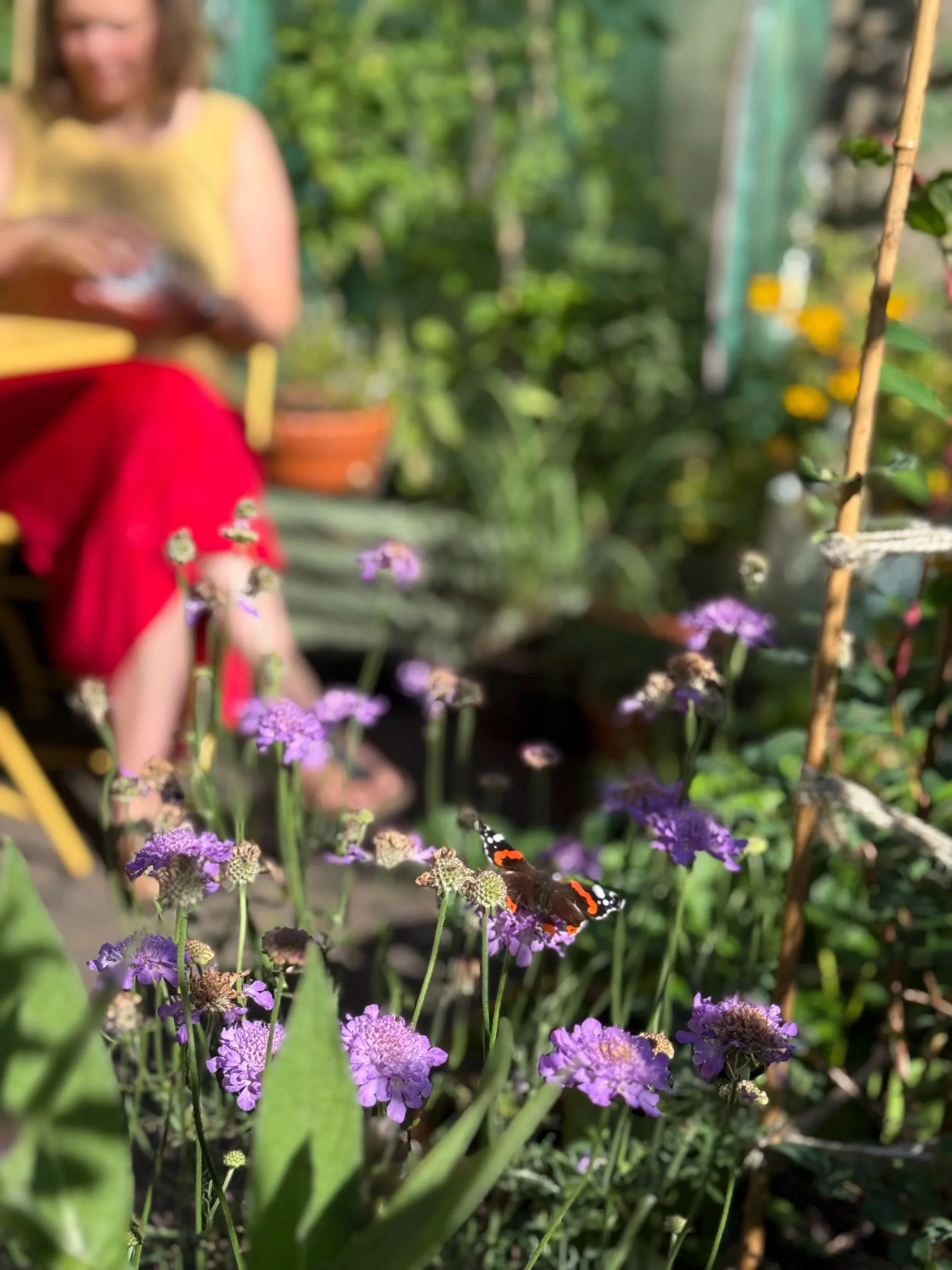 Close-up of purple flowers with a butterfly on one of the flowers and a smiling woman in a yellow top and red pants in the background.