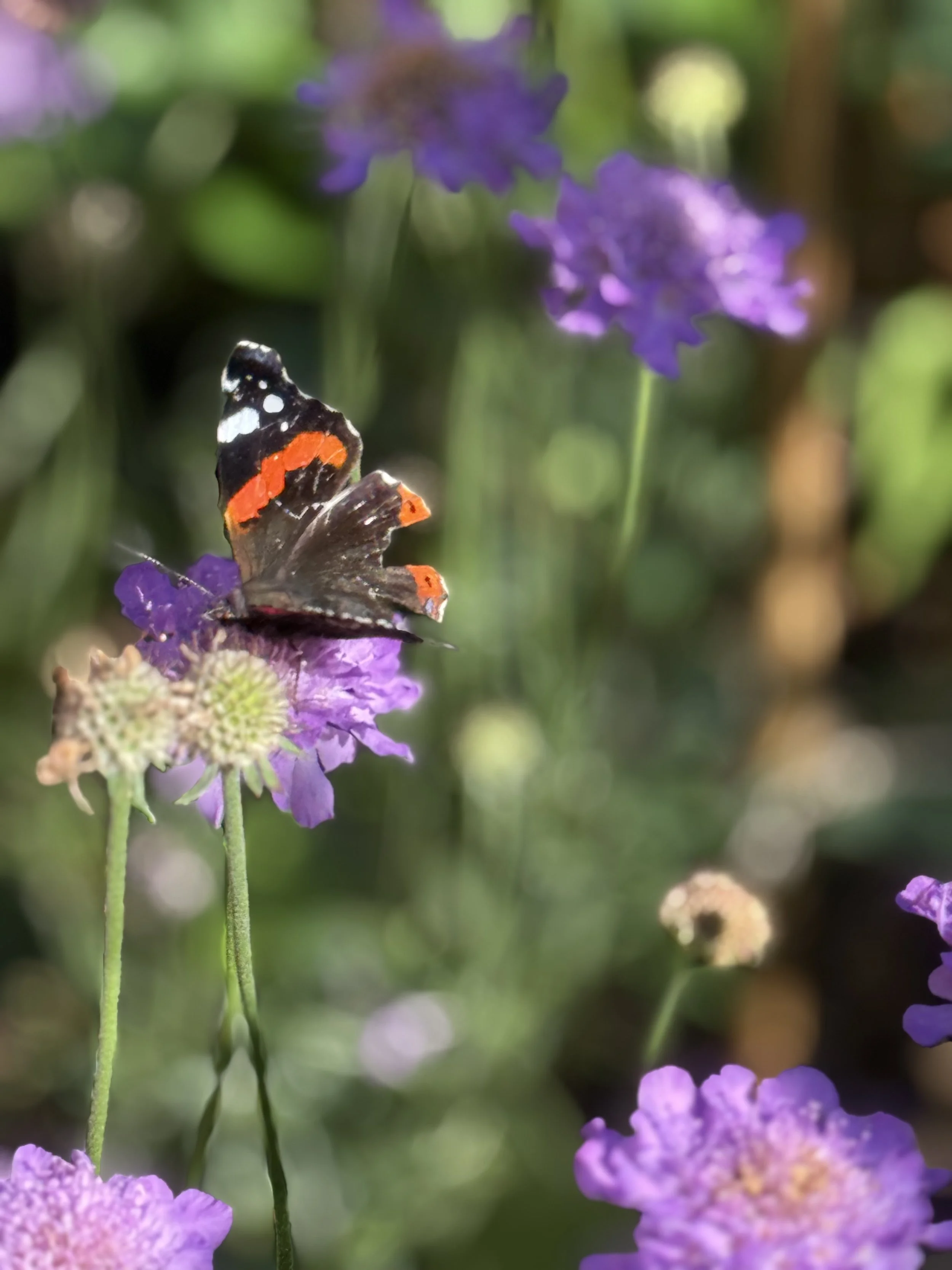 Close-up of a butterfly with black, white, and orange markings on purple flowers in a garden, with blurred green background.