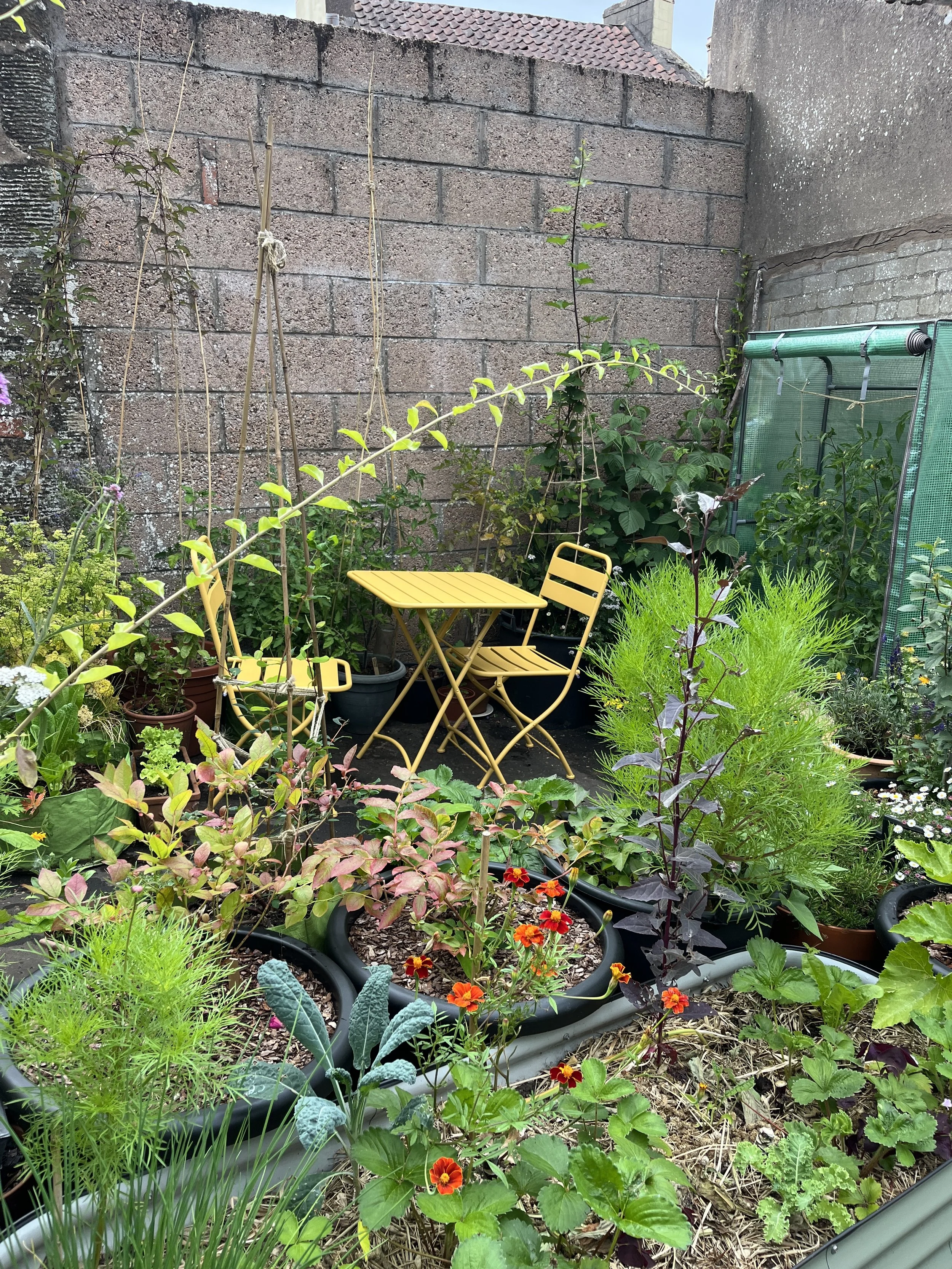 A small urban garden with various potted plants and flowers, a yellow metal table and chair, a green garden cover, a brick wall, and a concrete wall.