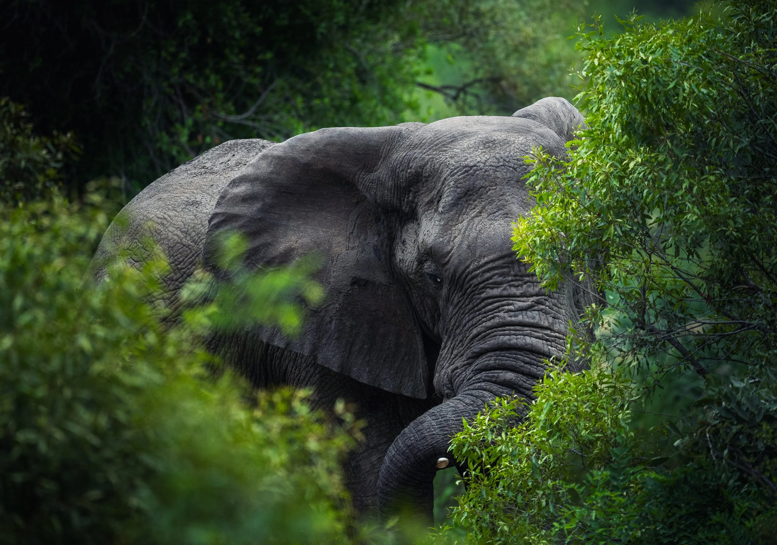 Wildlife