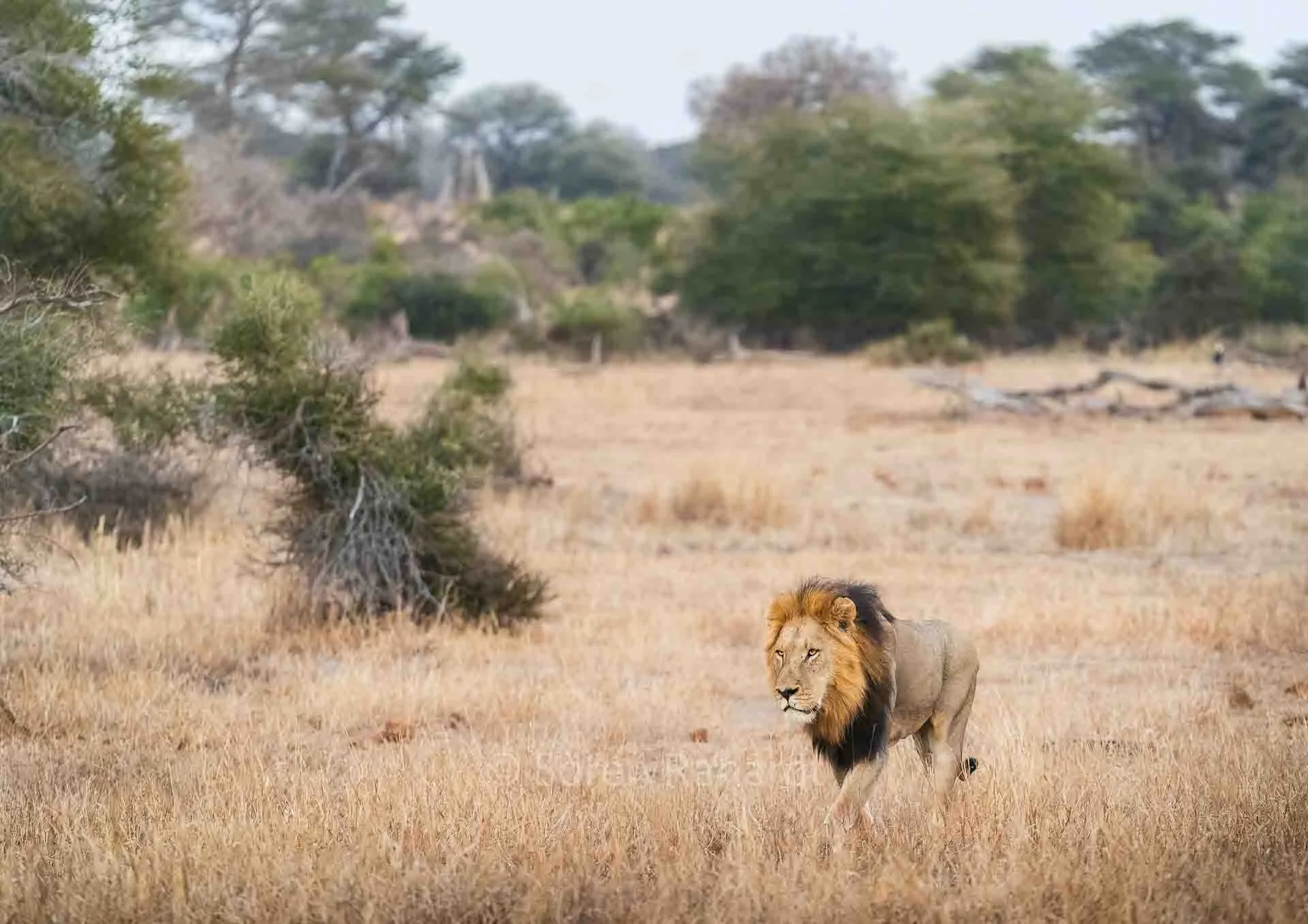 soeren-2025-wildlife-kruger-loewe-maennchen-01.jpg