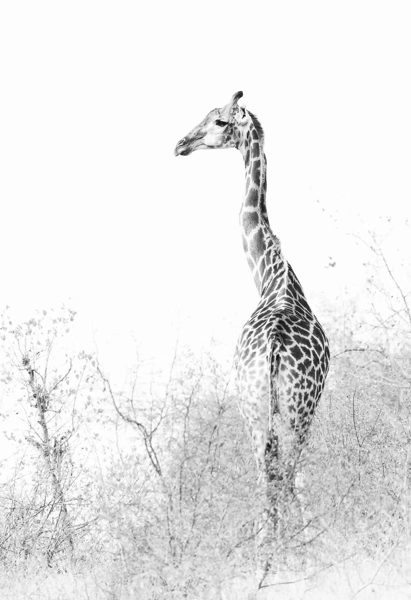 soeren-2025-wildlife-kruger-giraffe-high-ley.jpg
