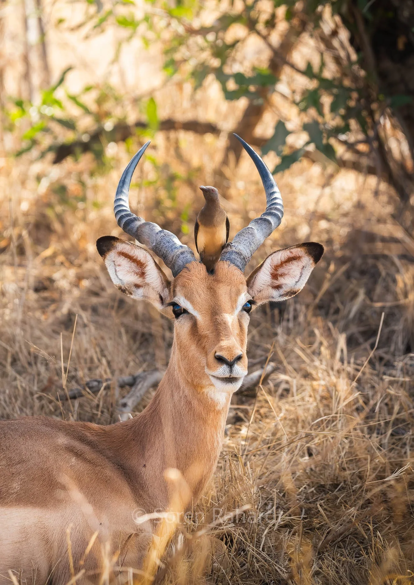 soeren-2025-wildlife-kruger-impala-vogel.jpg