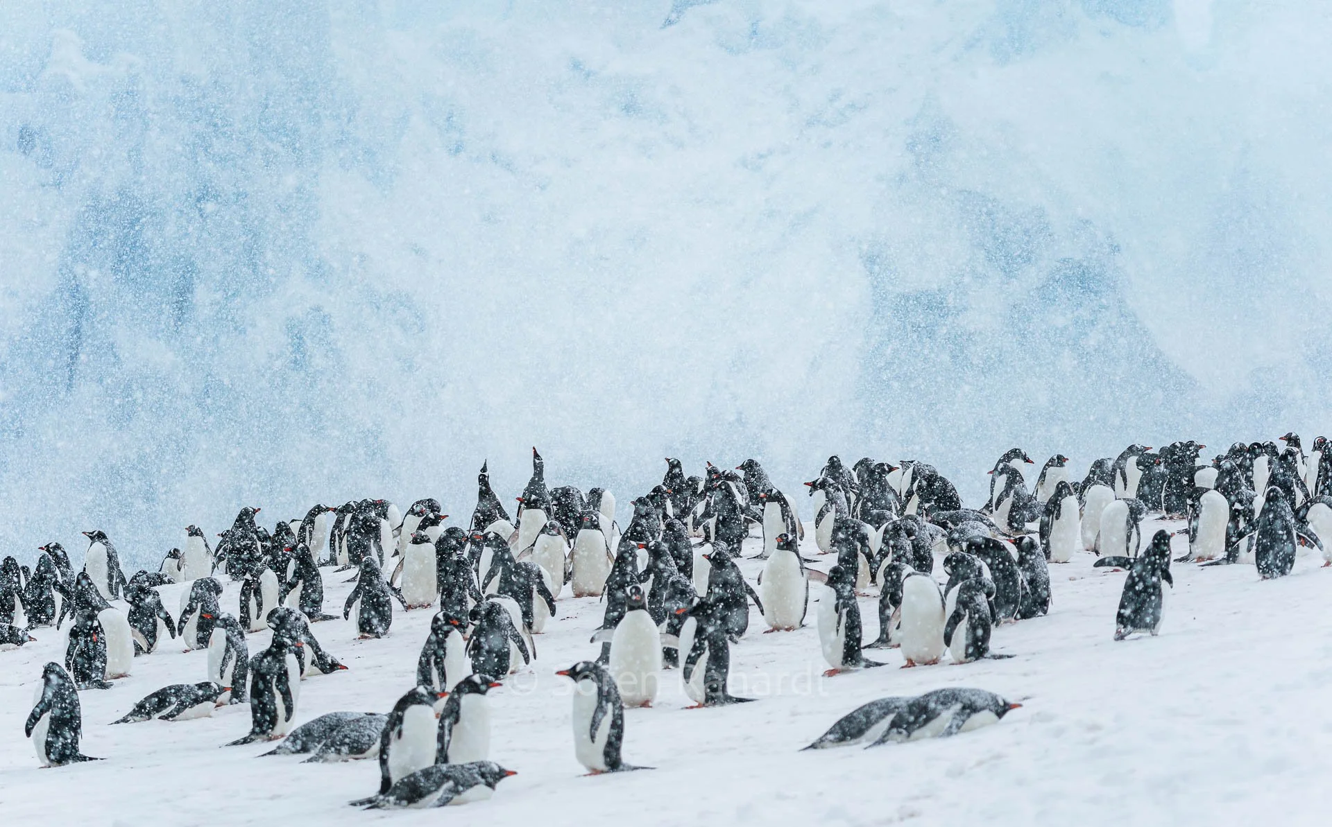 soeren-2023-wildlife-antarctica-penguin-big-group.jpg