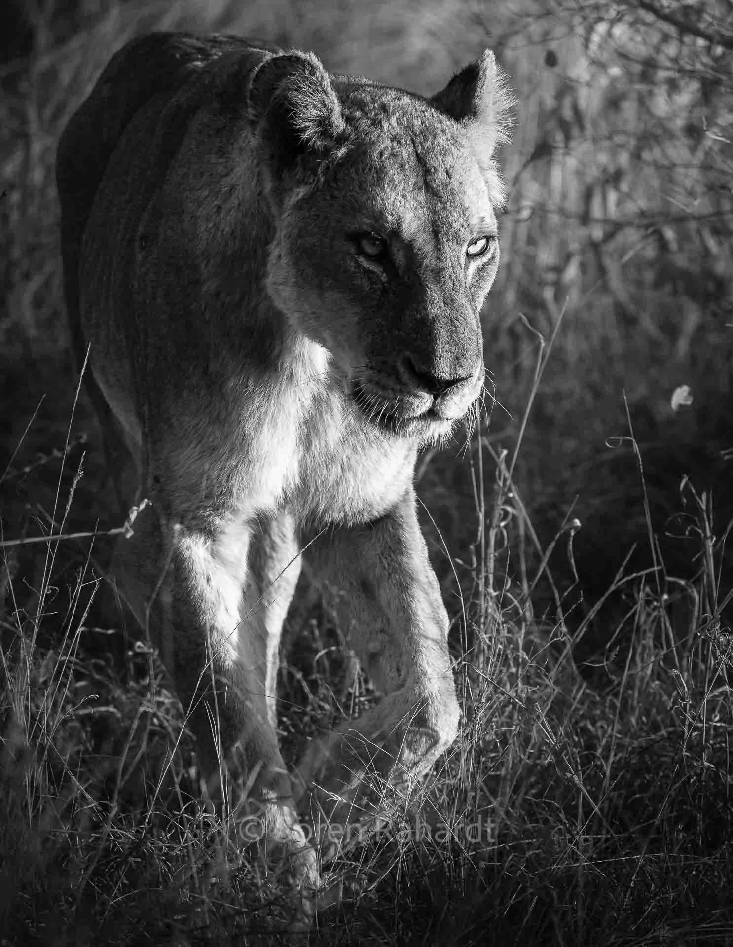 soeren-2025-wildlife-kruger-Loewe-böse-schwarz-weiß.jpg