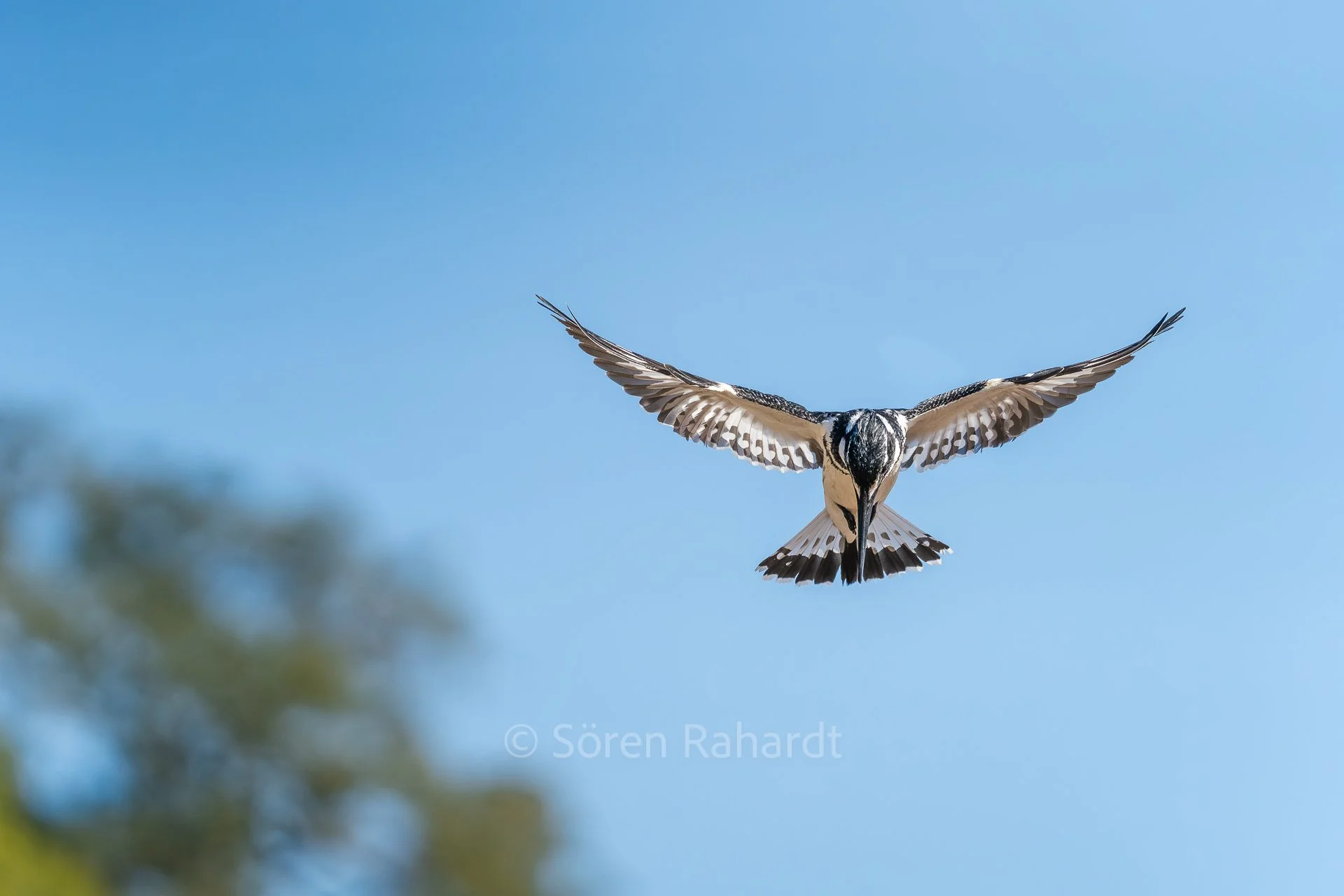 soeren-2025-wildlife-kruger-eisvogel-03.jpg