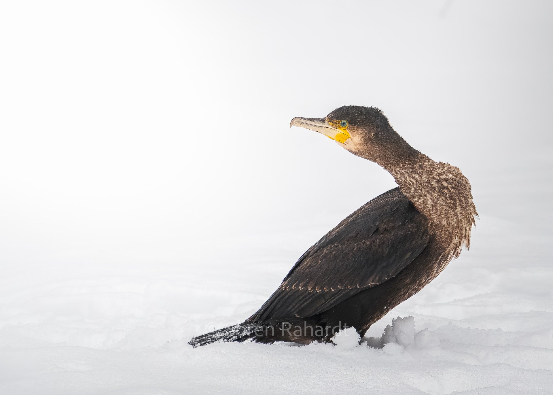 soeren-2026-wildlife-deutschland-erfurt-kormoran.jpg