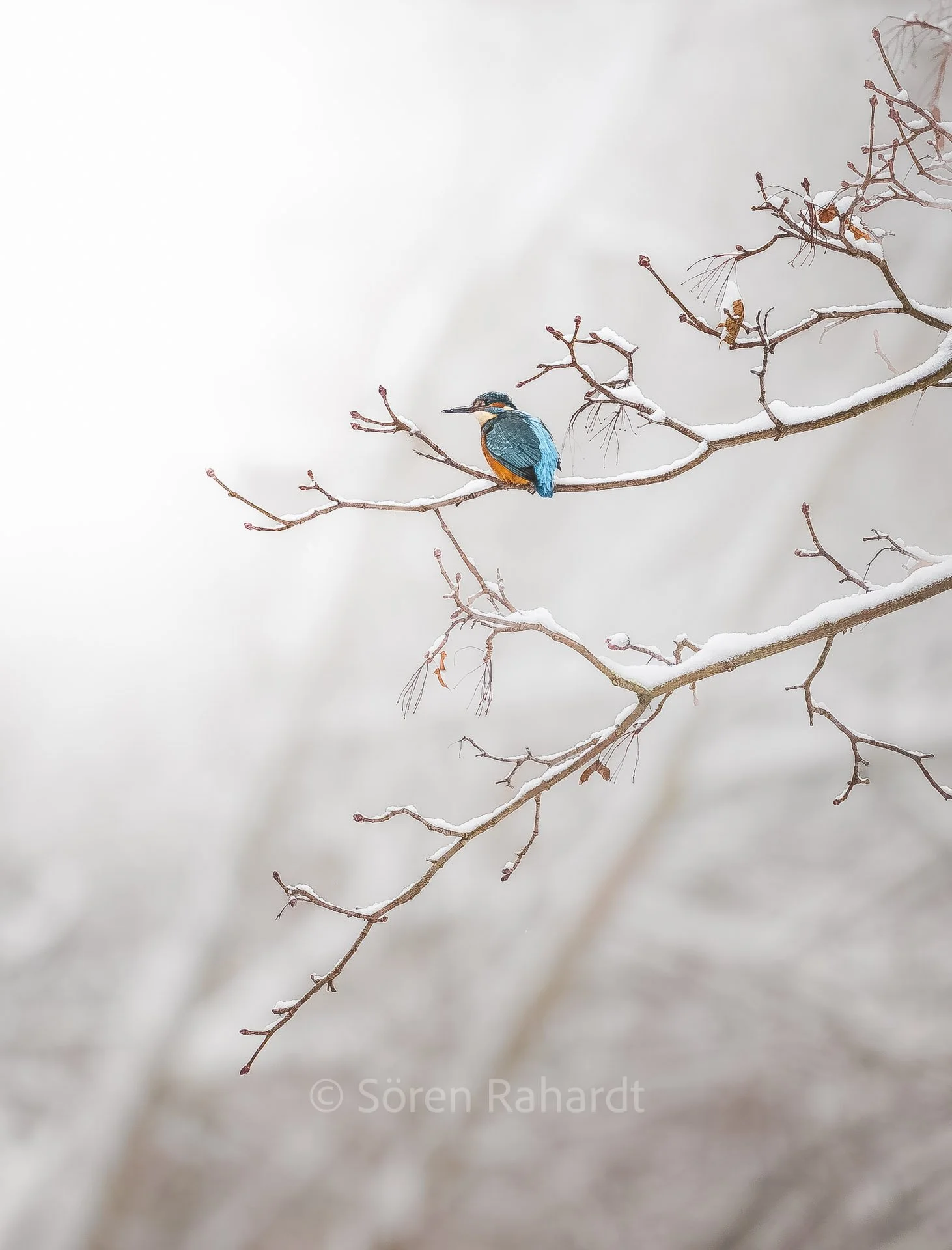 soeren-2026-wildlife-deutschland-erfurt-eisvogel.jpg