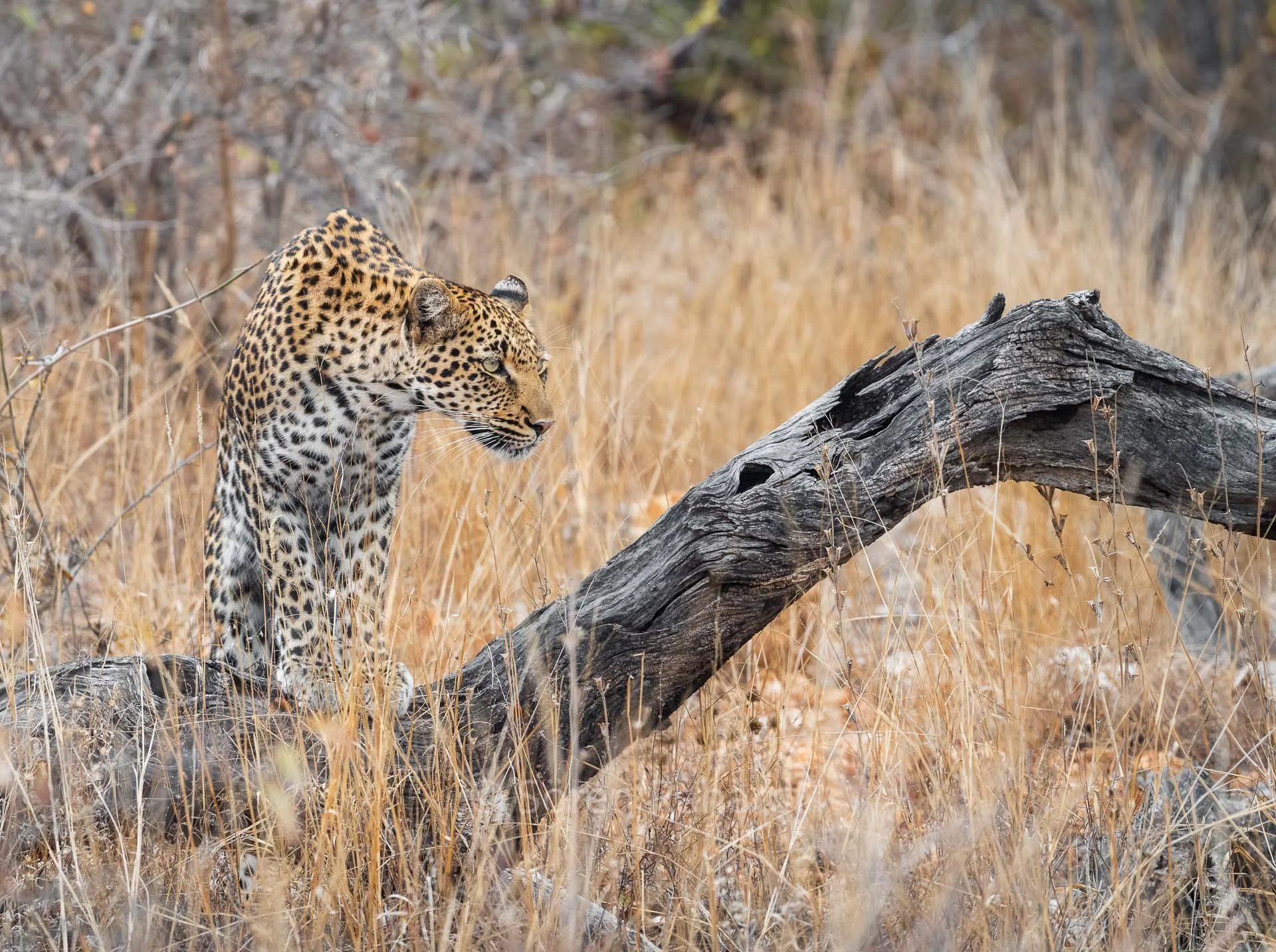 soeren-2025-wildlife-kruger-leopard-watch.jpg