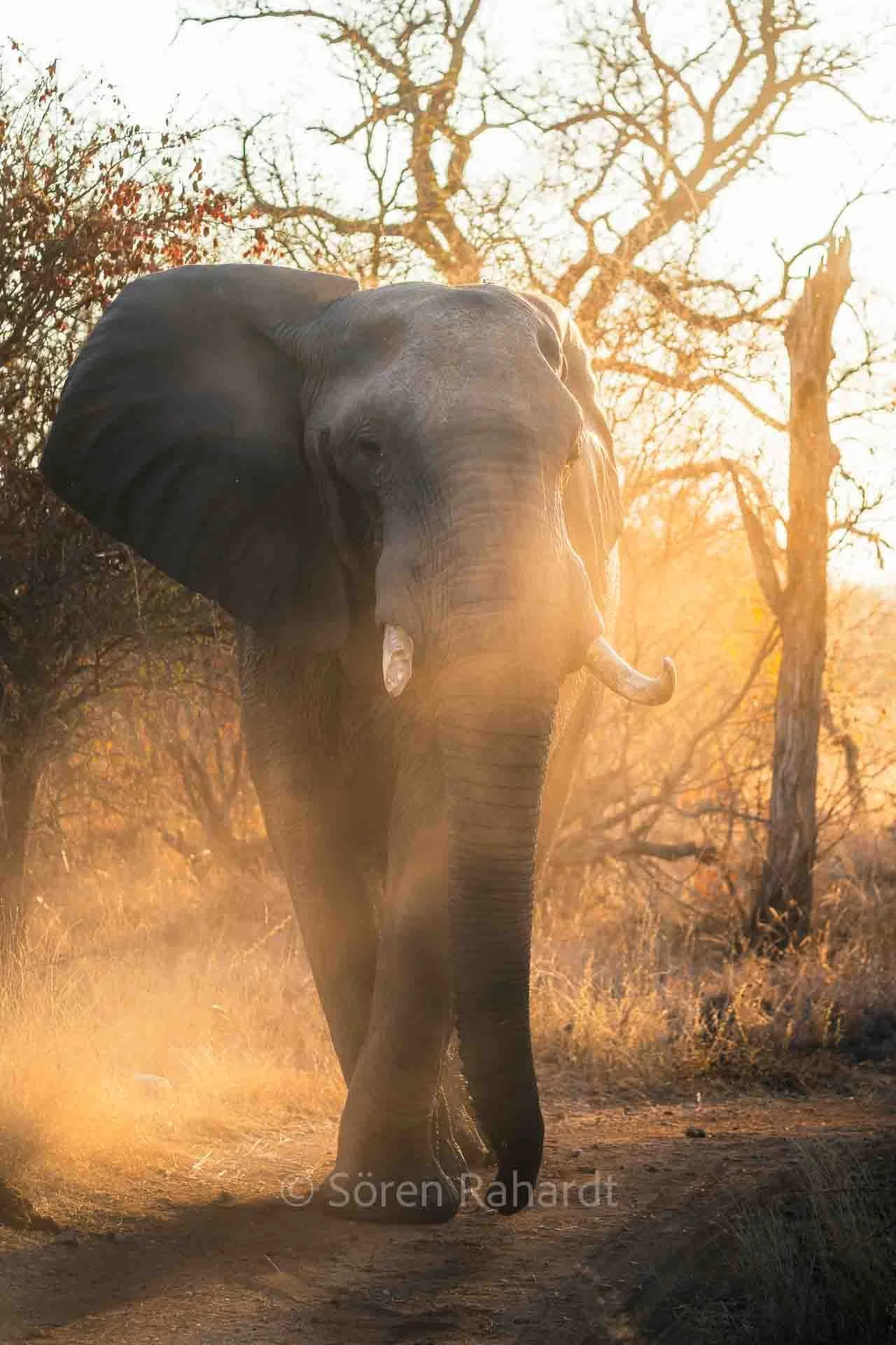 soeren-2025-wildlife-kruger-elefant-staub.jpg