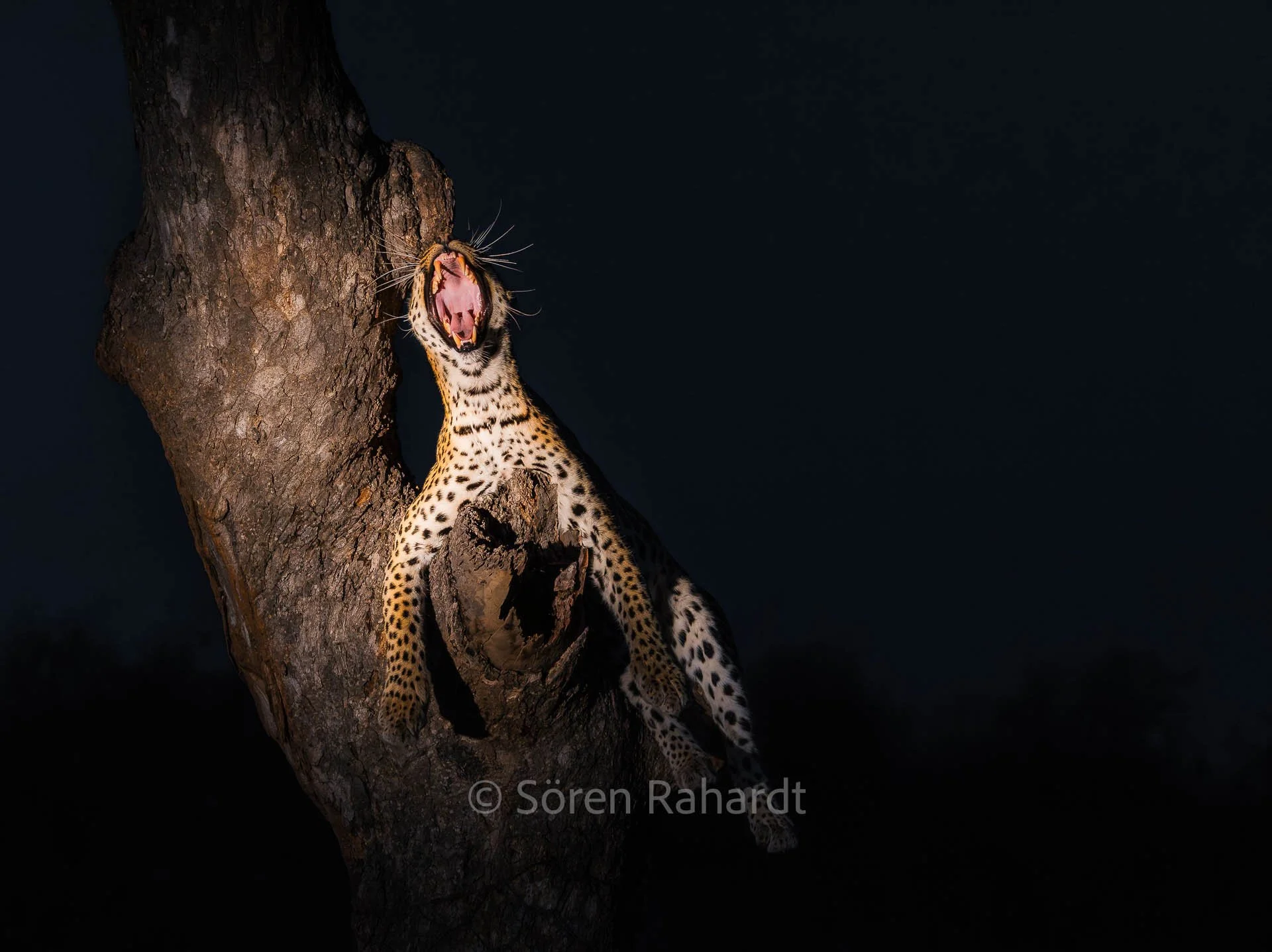 soeren-2025-wildlife-kruger-leopard-baum-09.jpg