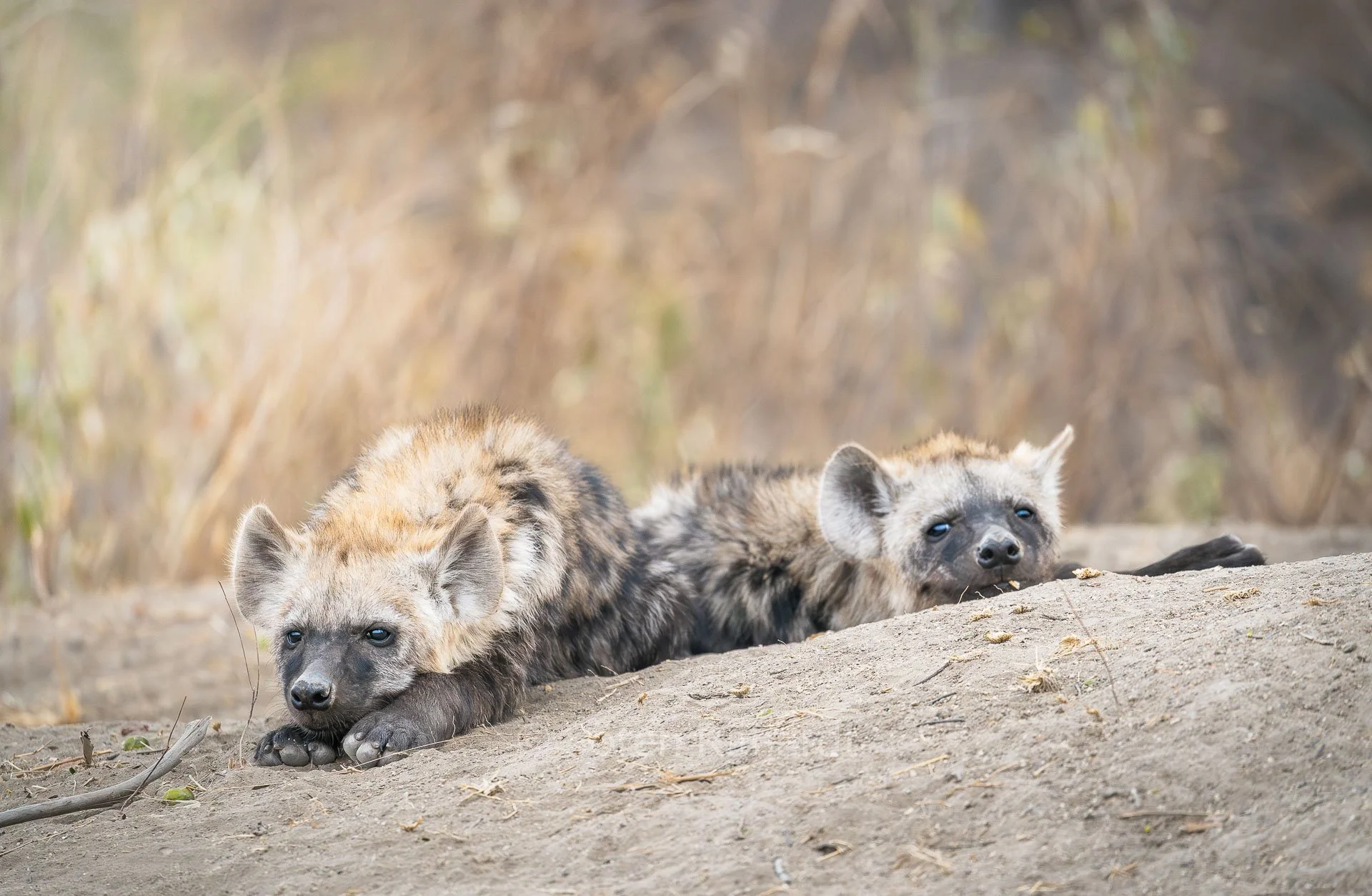 soeren-2025-wildlife-kruger-Hyaene-07.jpg