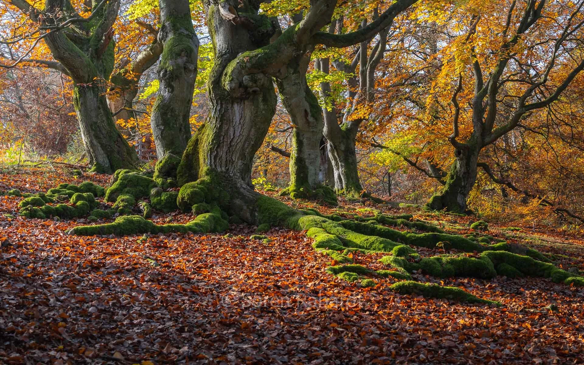 soeren-2020-landscape-germany-halloh-trees-wide.jpg