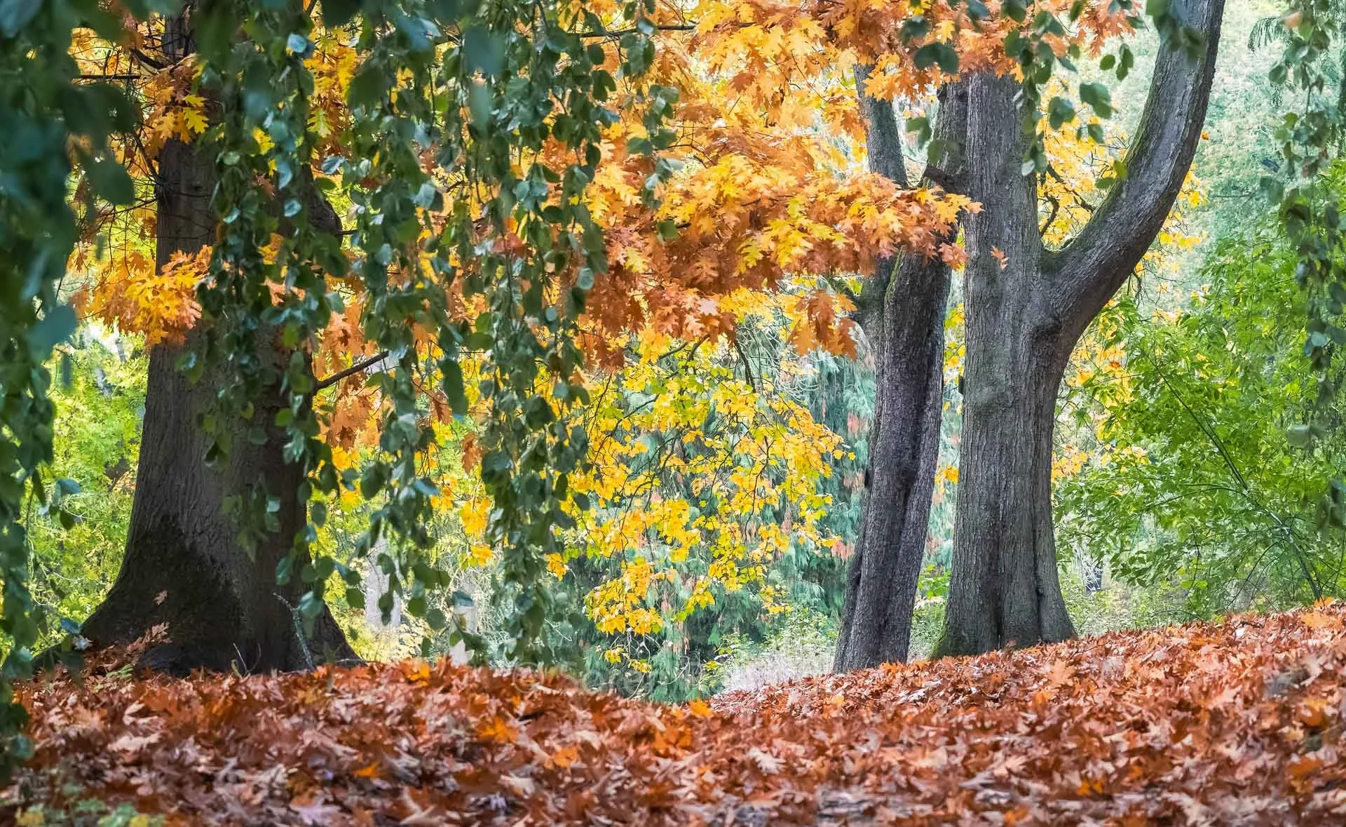 soeren-2025-landscape-germany-autumn-park.jpg