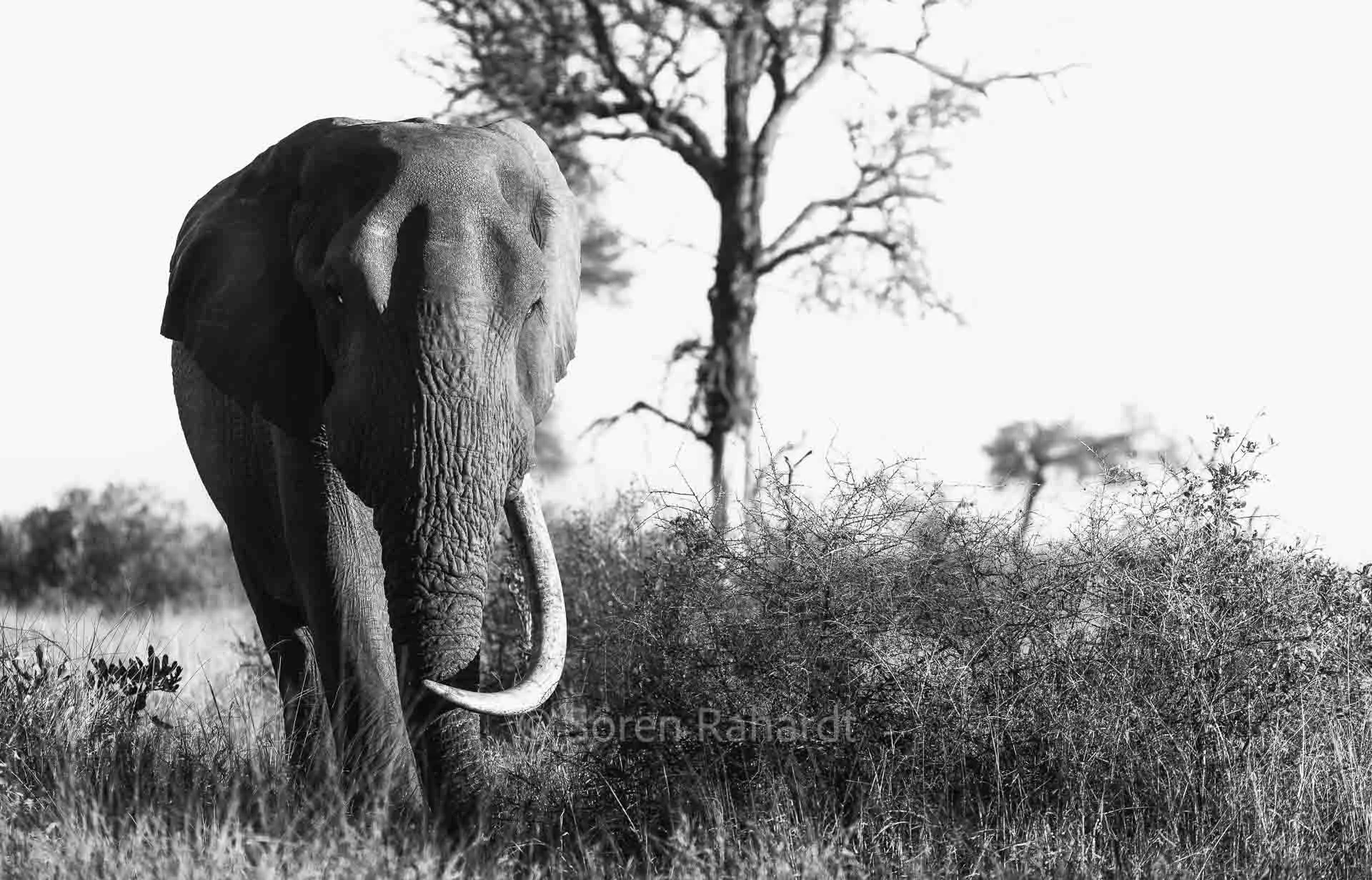 soeren-2025-wildlife-kruger-grosser-elefant-03.jpg