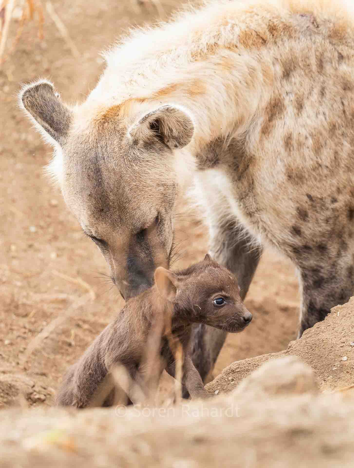 soeren-2025-wildlife-kruger-hyänen-baby-013.jpg