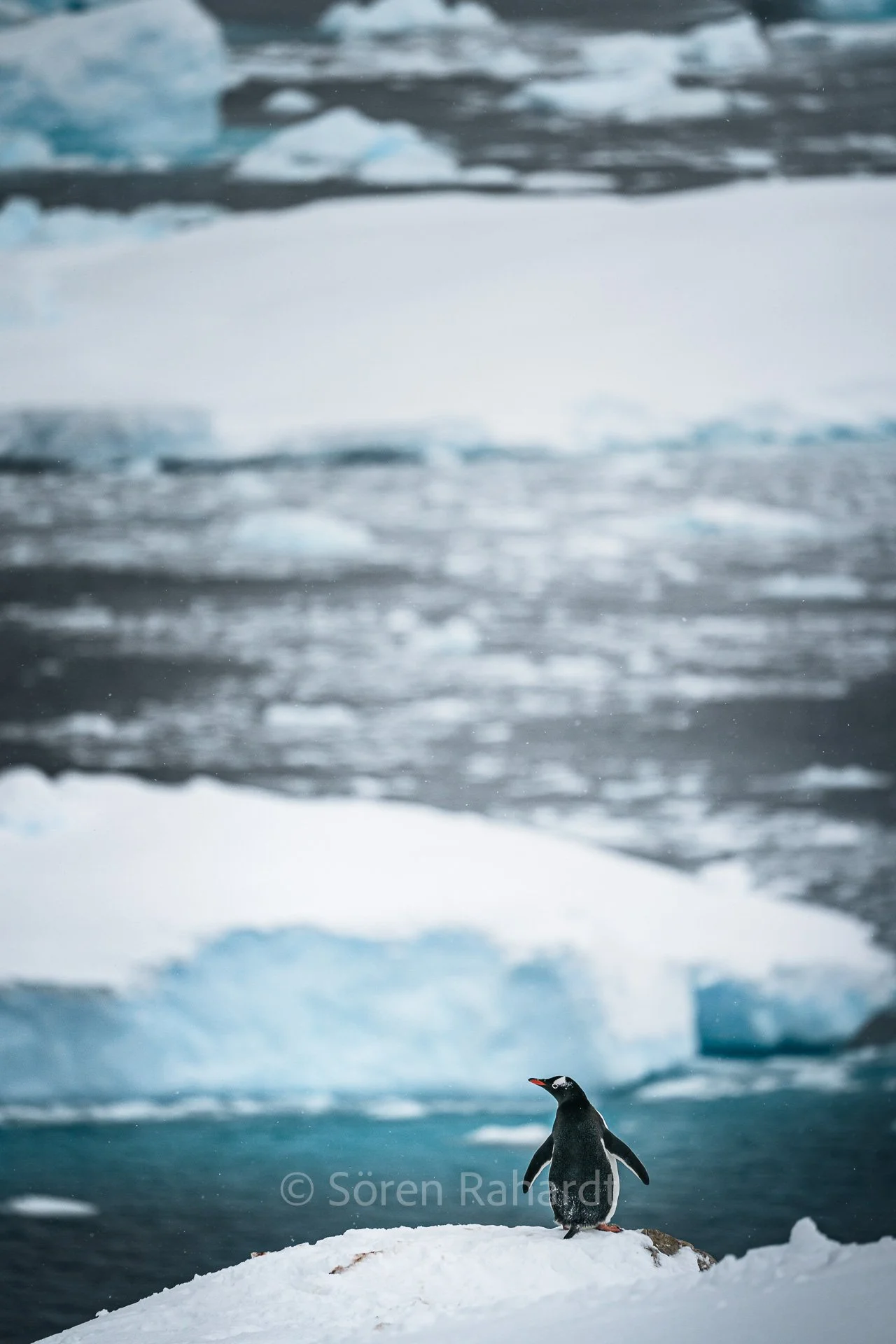 soeren-2023-wildlife-antarctica-penguin-landscape.jpg