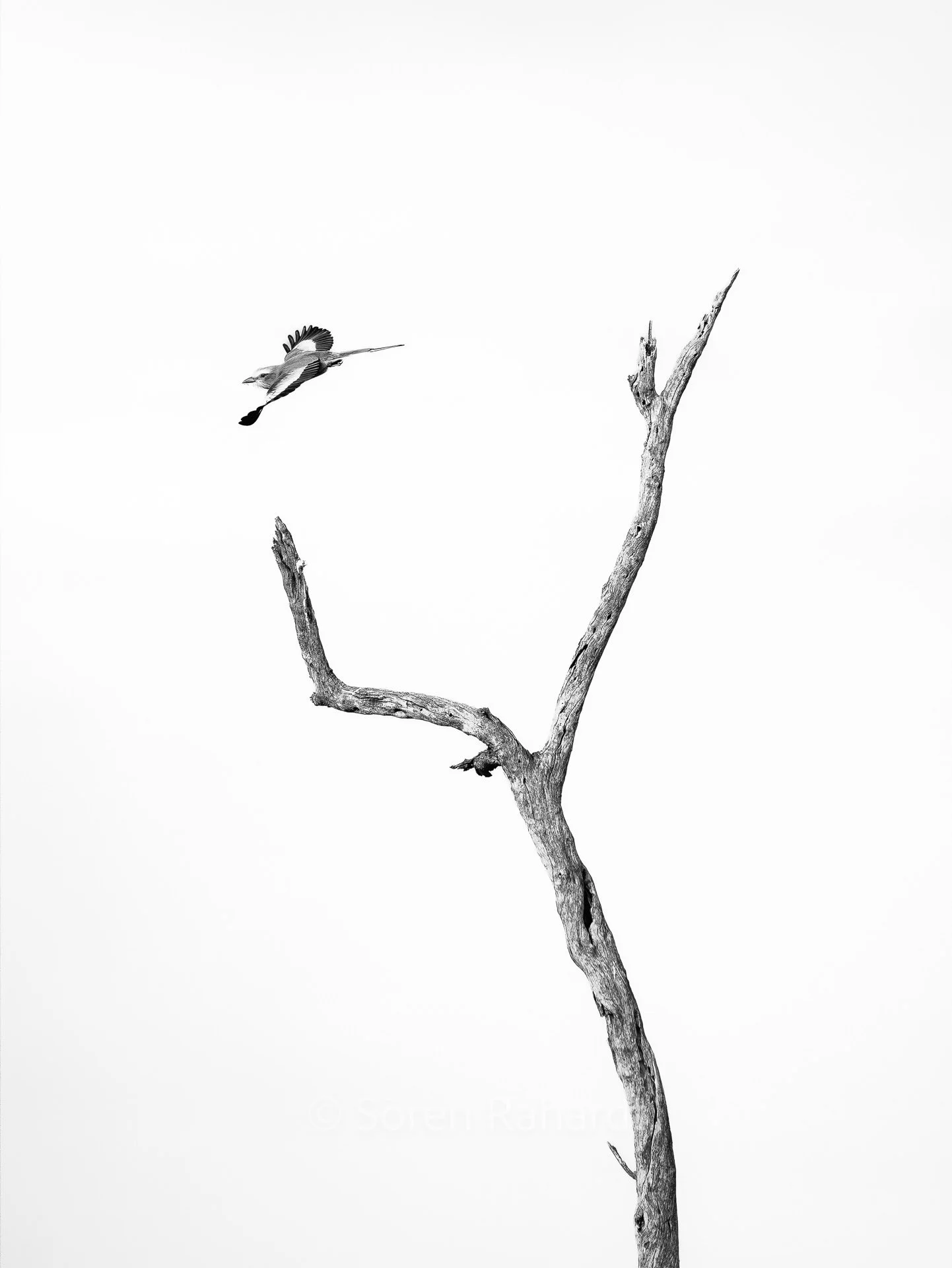 soeren-2025-wildlife-kruger-roller-bw.jpg