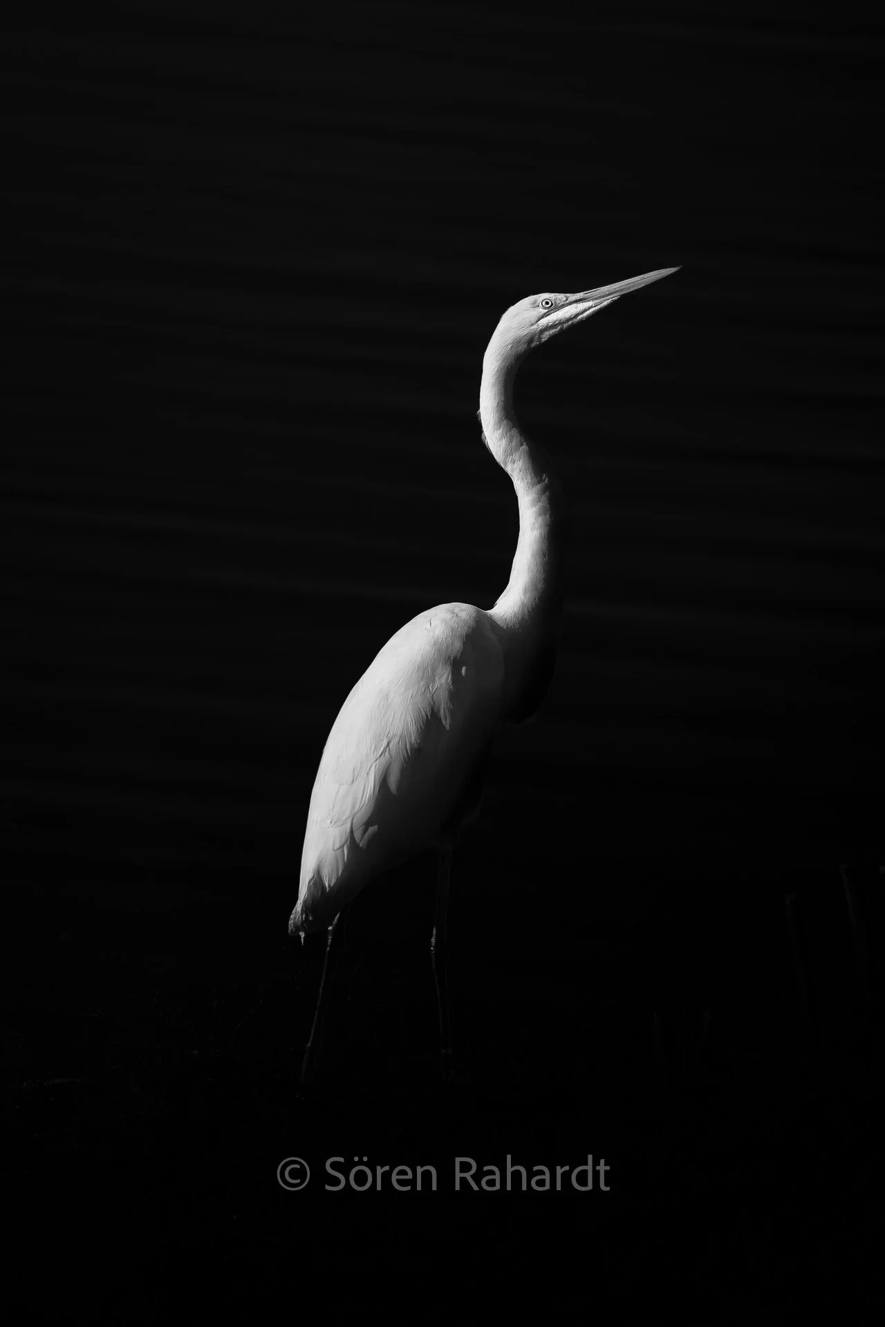 soeren-2025-wildlife-kruger-vogel-low-key.jpg