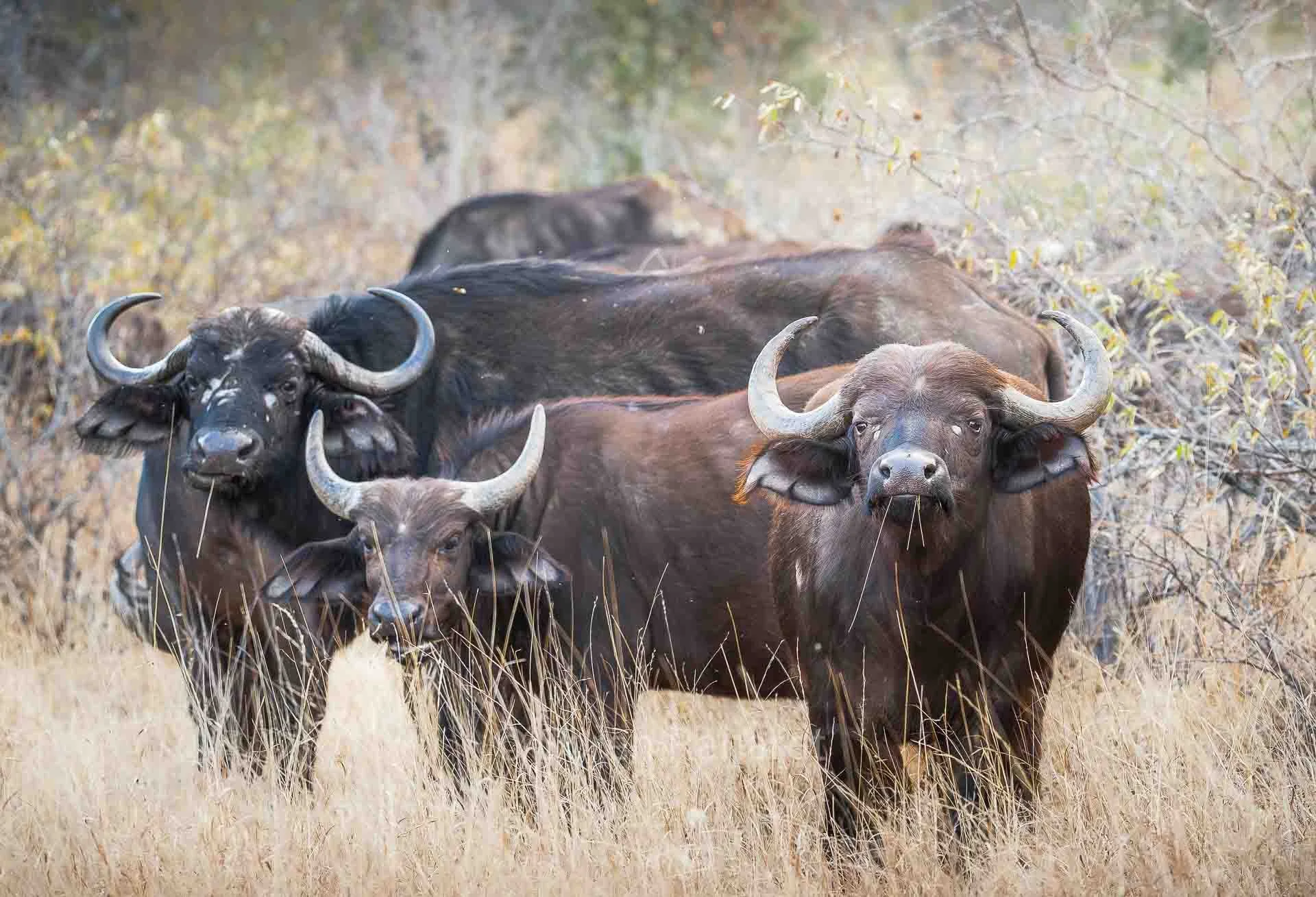 soeren-2025-wildlife-kruger-bueffelgruppe.jpg