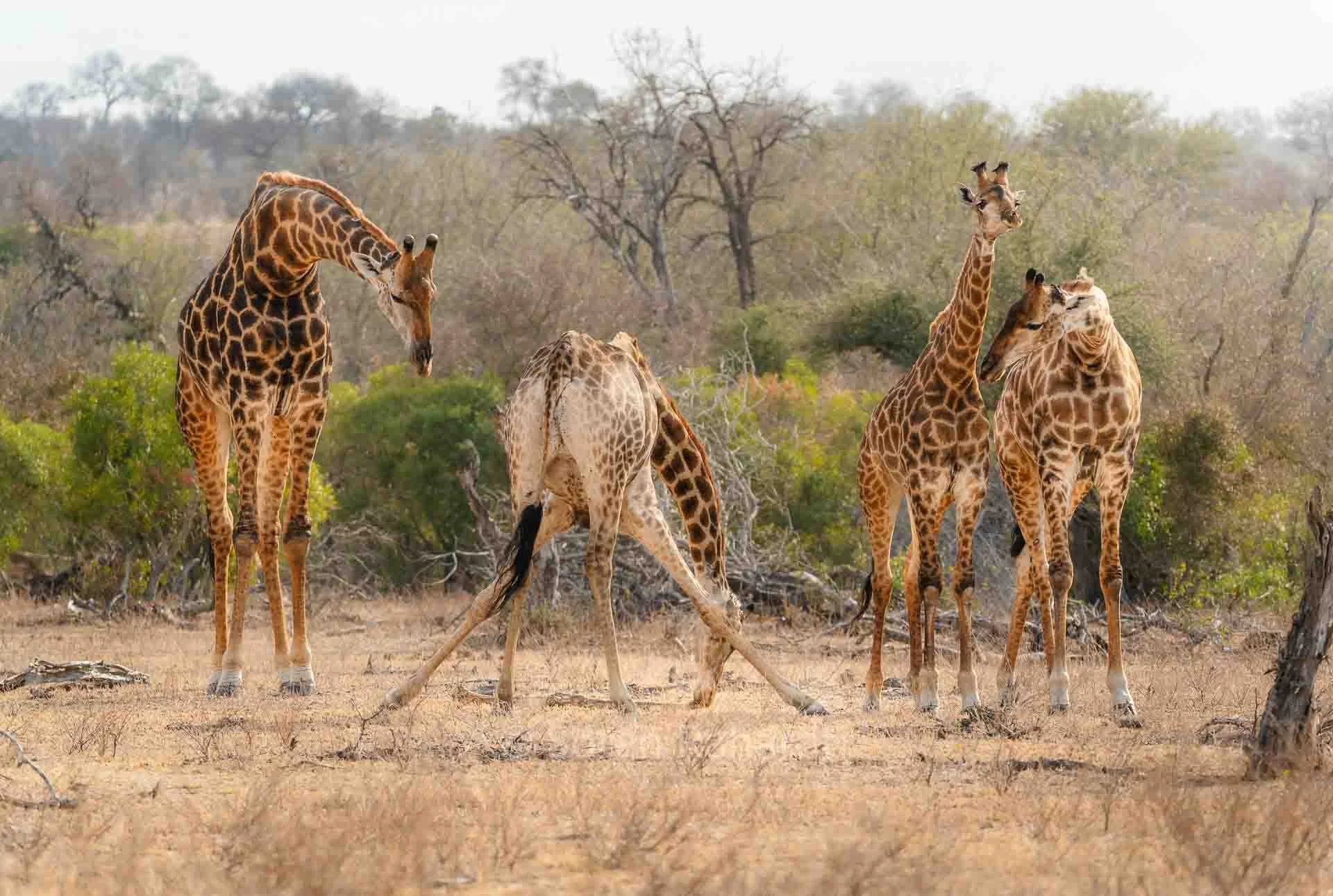 soeren-2025-wildlife-kruger-4-giraffen-02.jpg