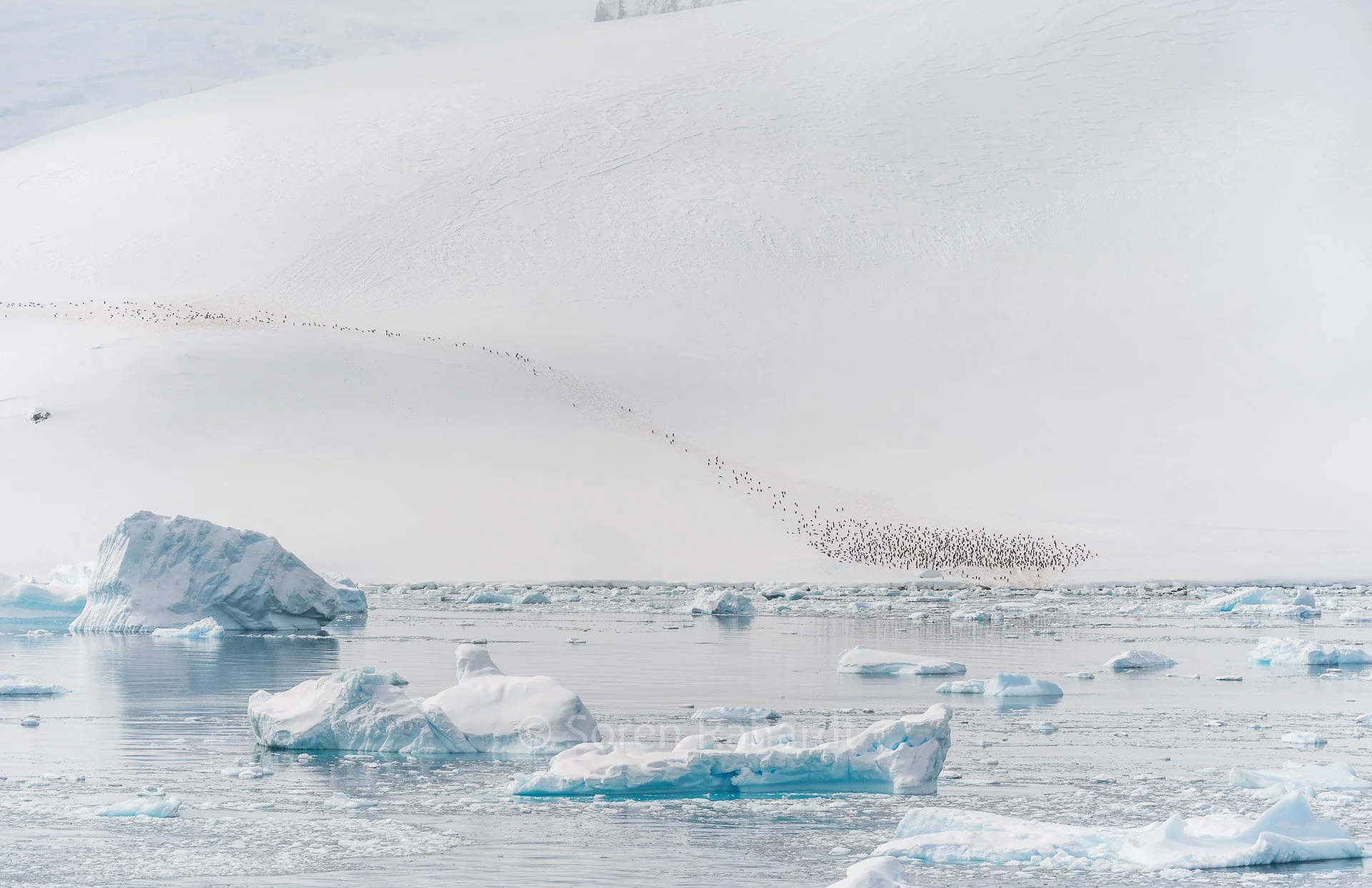 soeren-2023-landscape-antarctica-penguin-walk.jpg