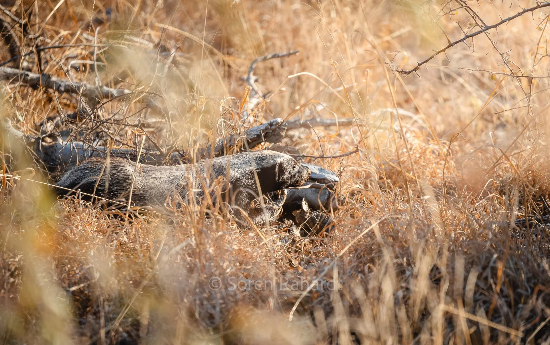 soeren-2025-wildlife-kruger-Honigdachs.jpg