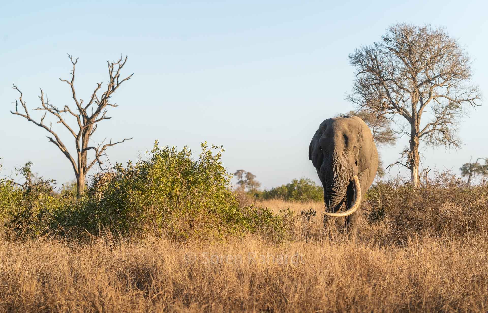 soeren-2025-wildlife-kruger-grosser-elefant-01.jpg