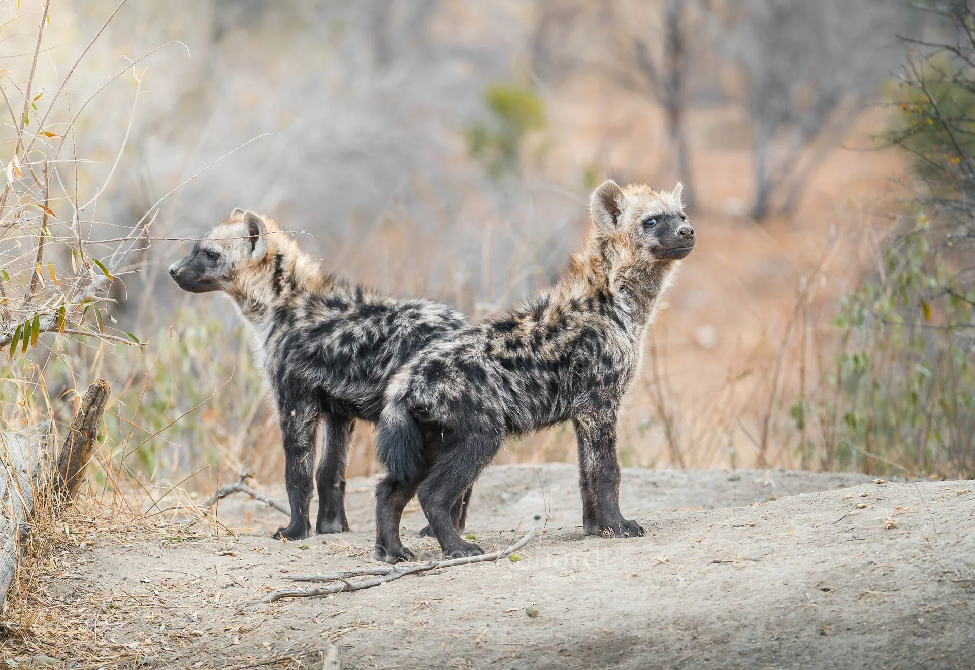 soeren-2025-wildlife-kruger-Hyaene-02.jpg