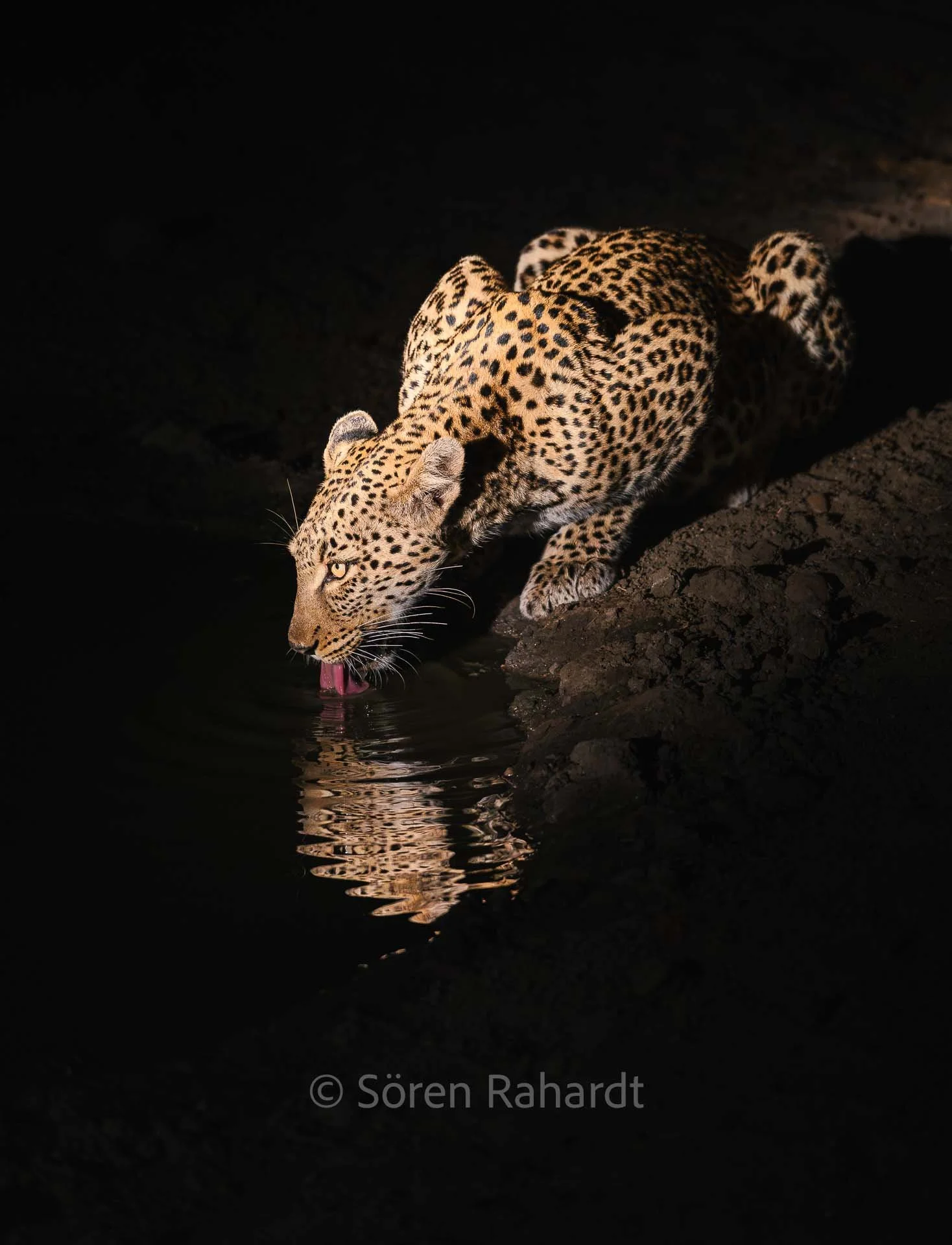 soeren-2025-wildlife-kruger-leopard-trinkt-01.jpg