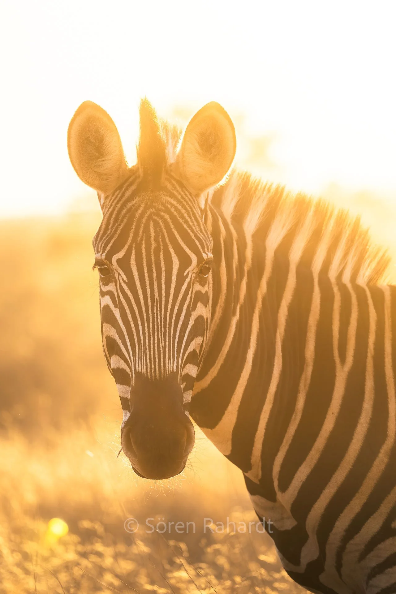 soeren-2025-wildlife-kruger-zebra-licht.jpg