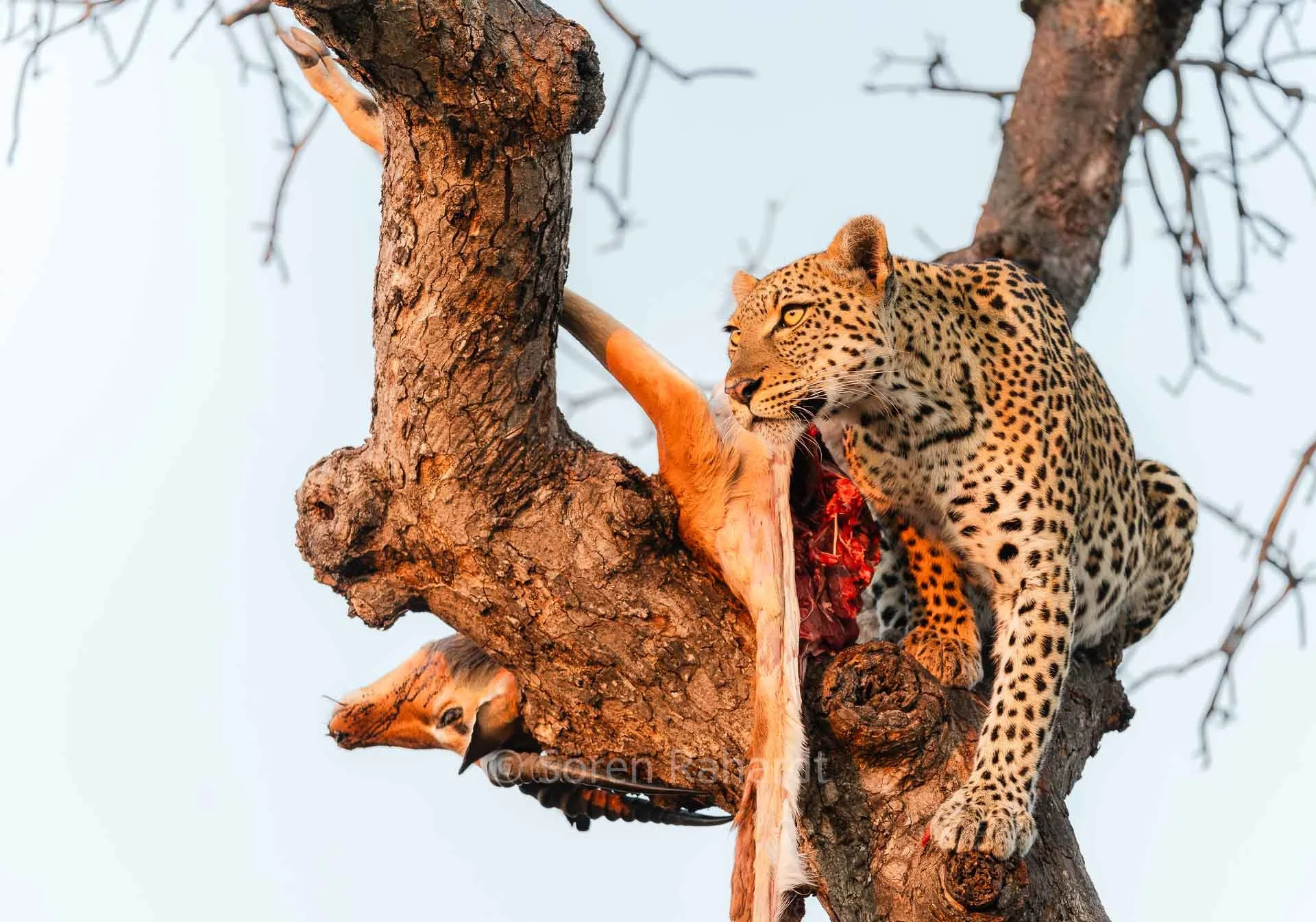 soeren-2025-wildlife-kruger-leopard-baum-26.jpg