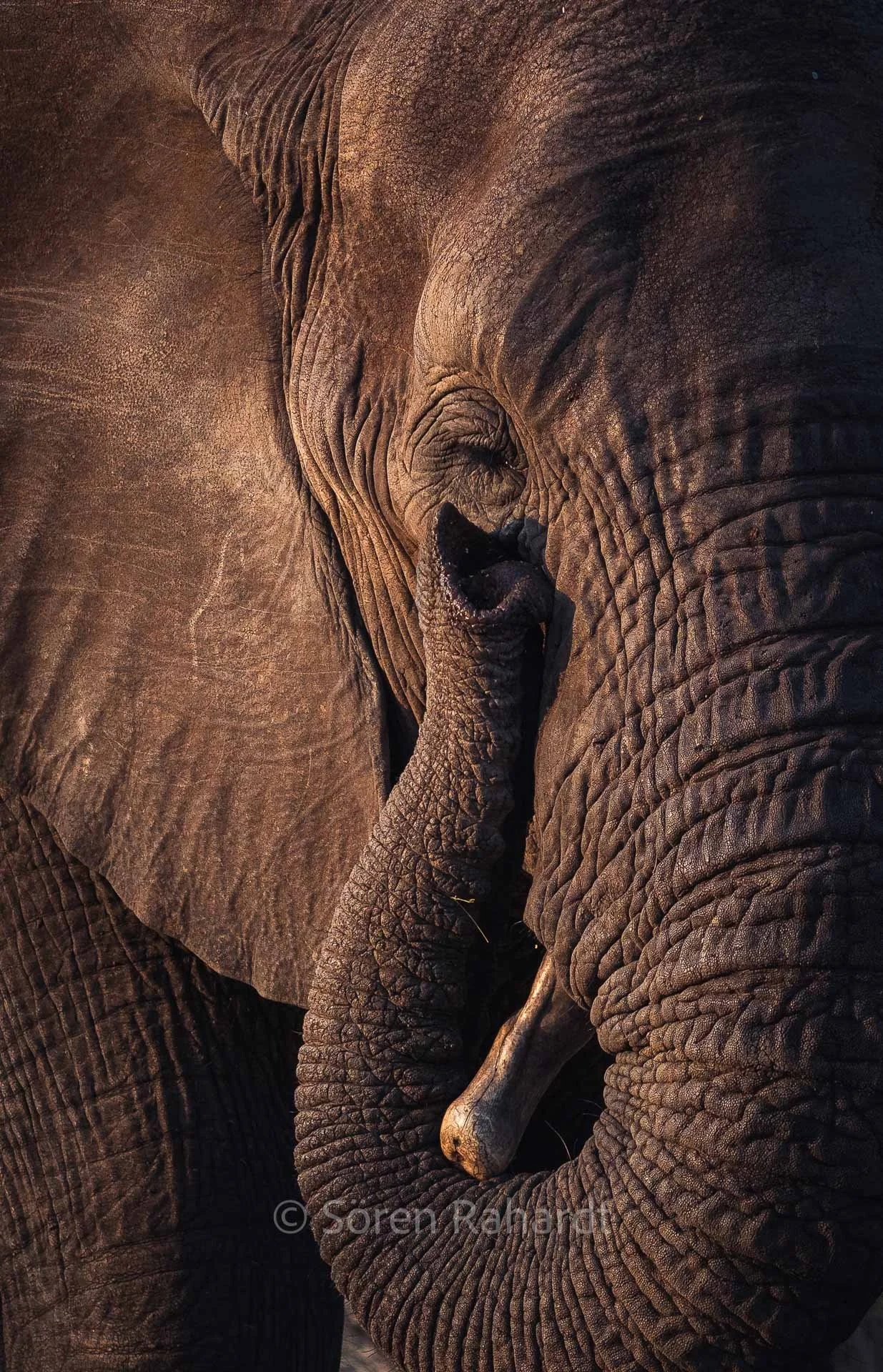 soeren-2022-wildlife-kruger-elephant-trunk.jpg