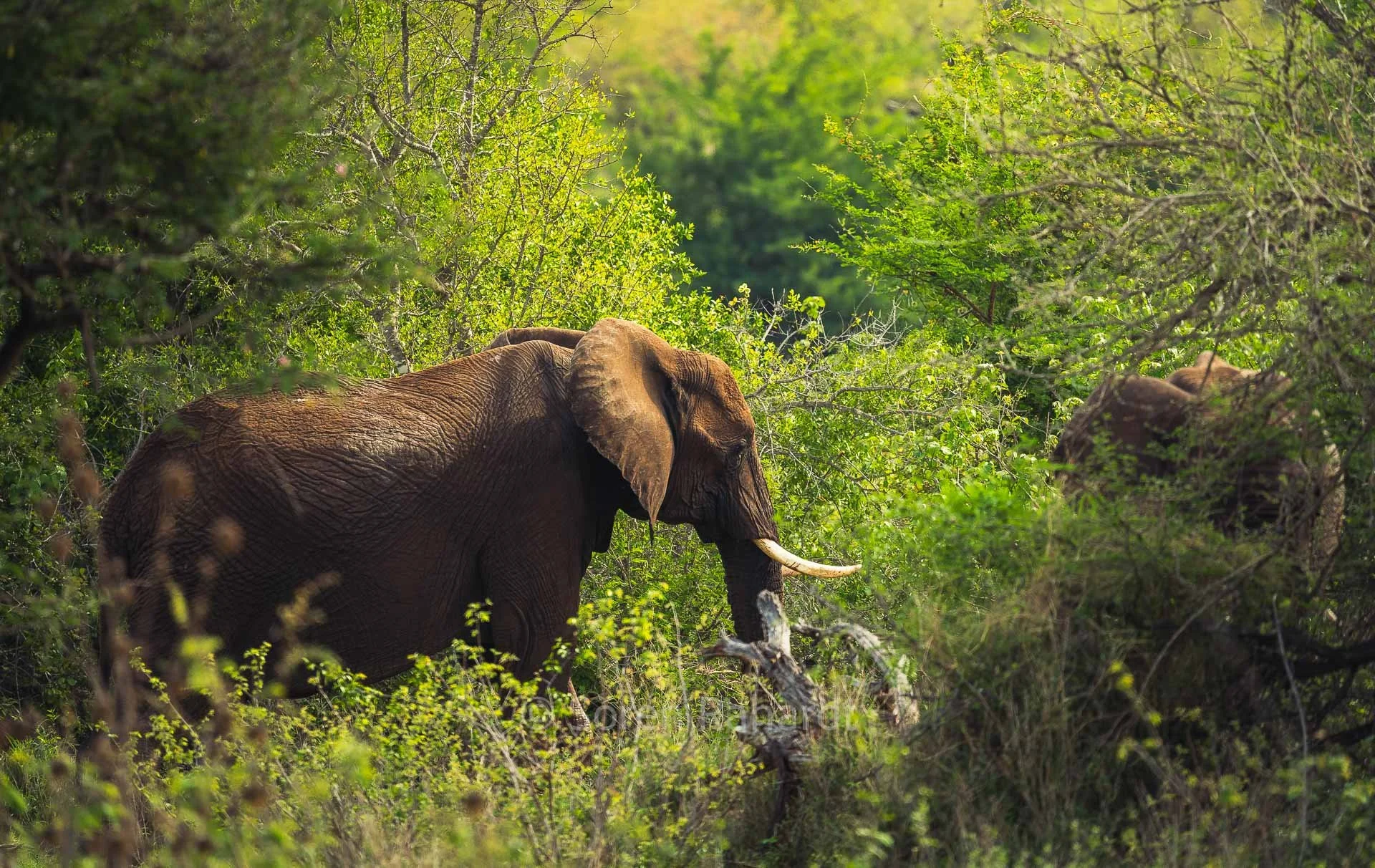 soeren-2022-wildlife-kruger-elephant-sun.jpg