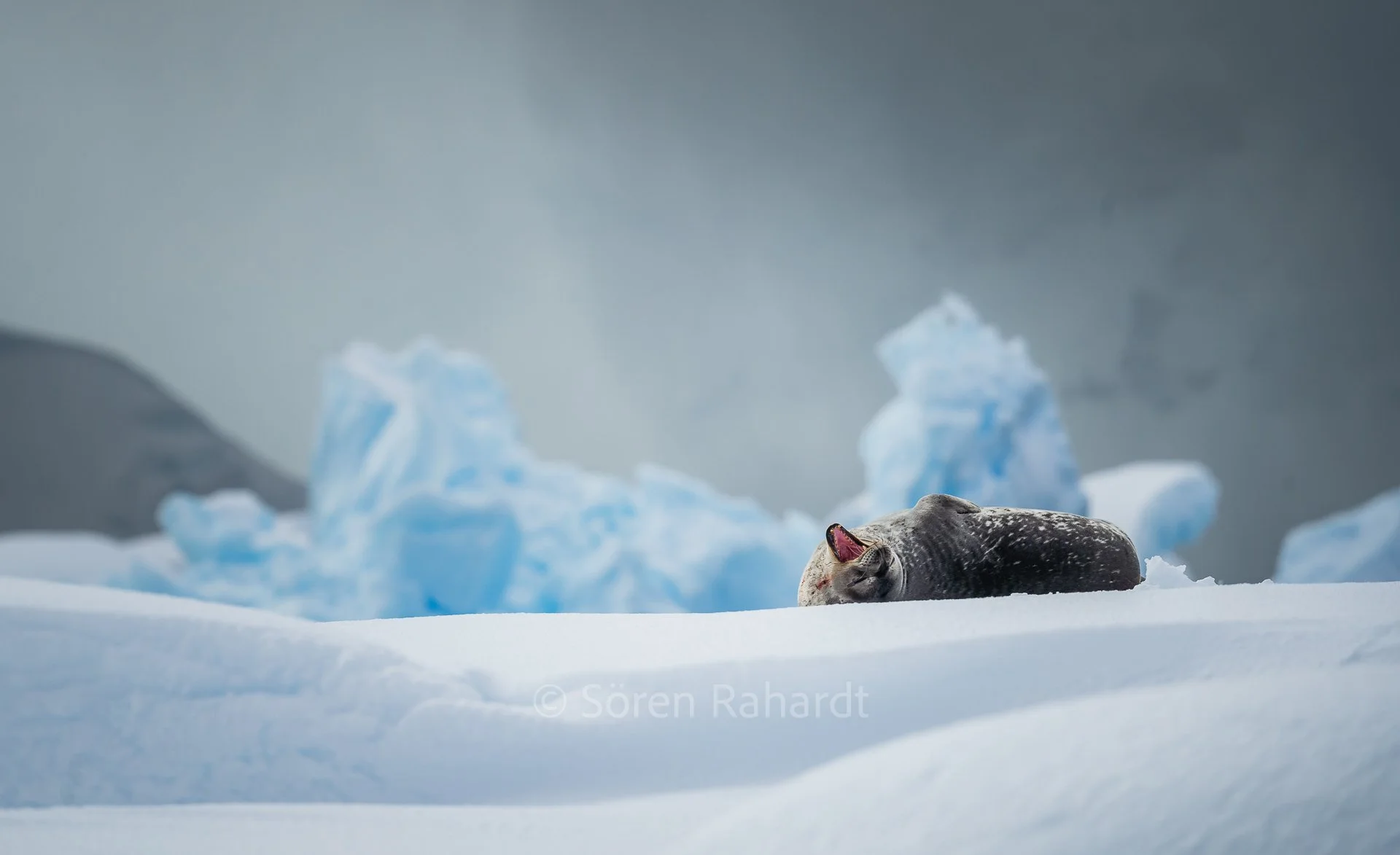 soeren-2023-wildlife-antarctica-seal-yawn-ice.jpg