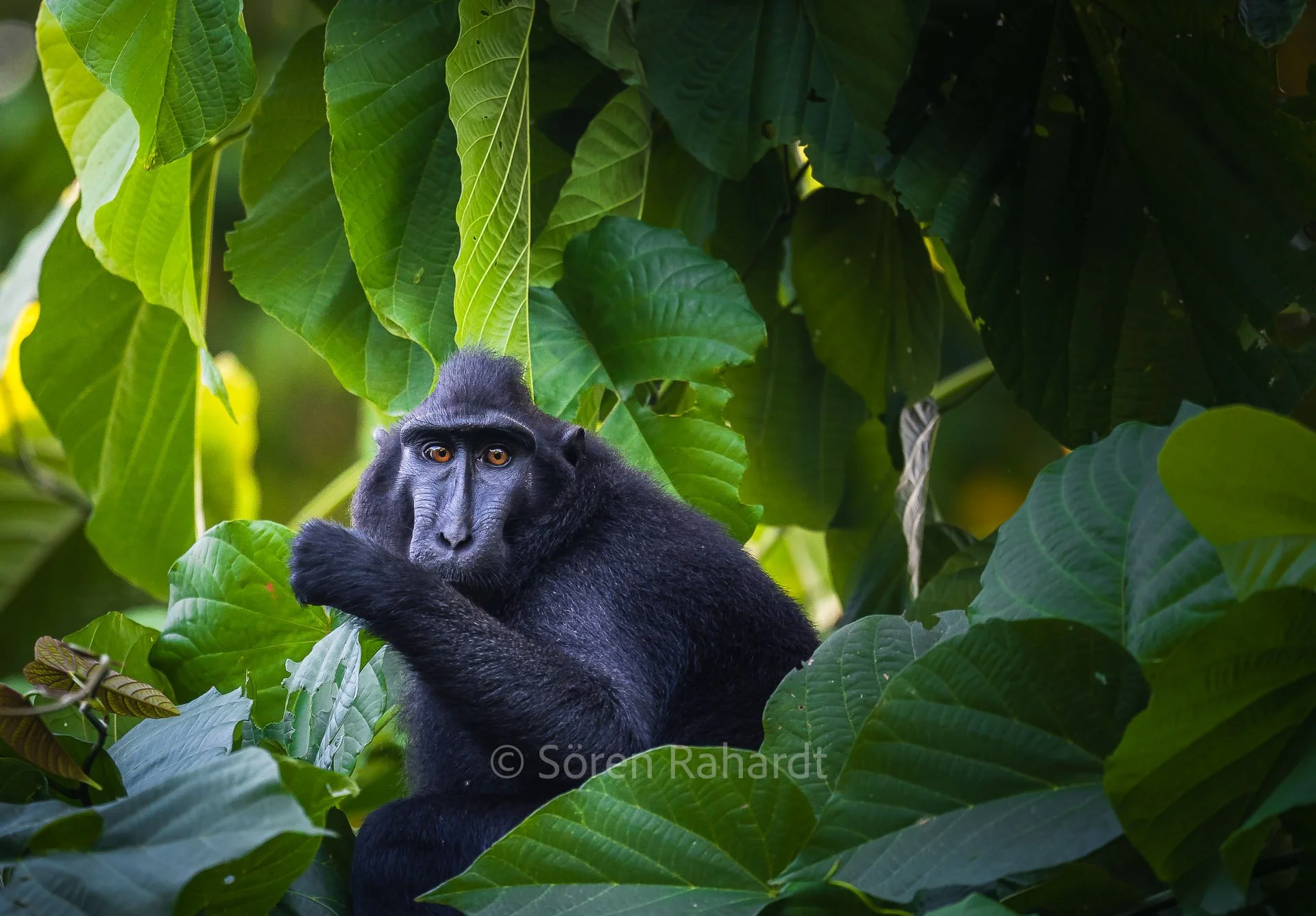 soeren-2023-wildlife-sulawesi-tmacaque.jpg