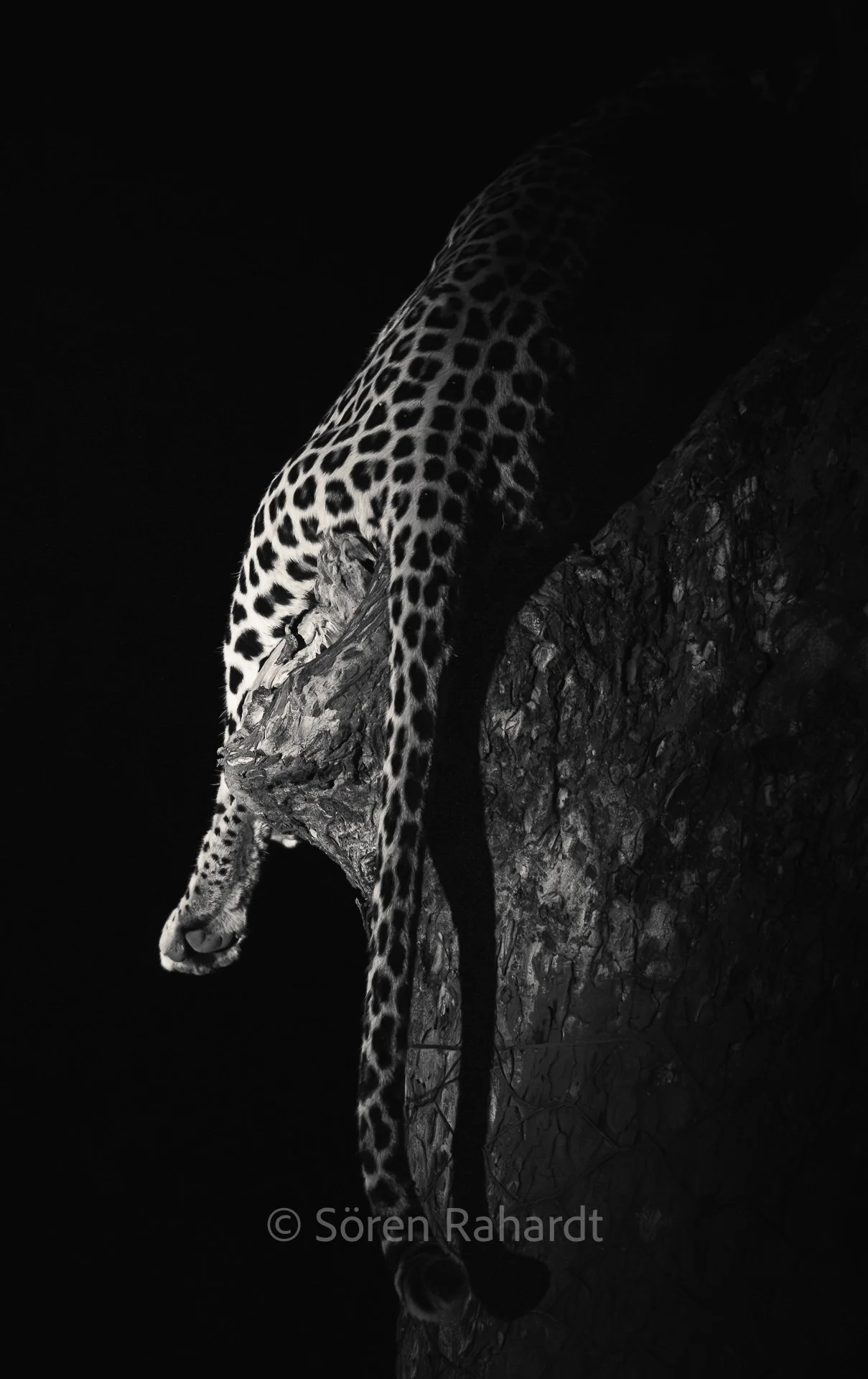 soeren-2025-wildlife-kruger-leopard-baum-01.jpg
