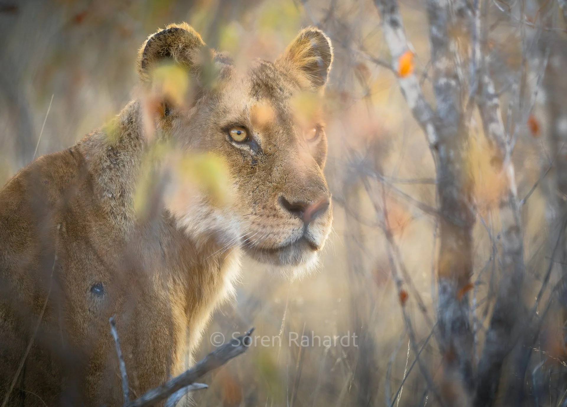 soeren-2025-wildlife-kruger-lion-eye.jpg
