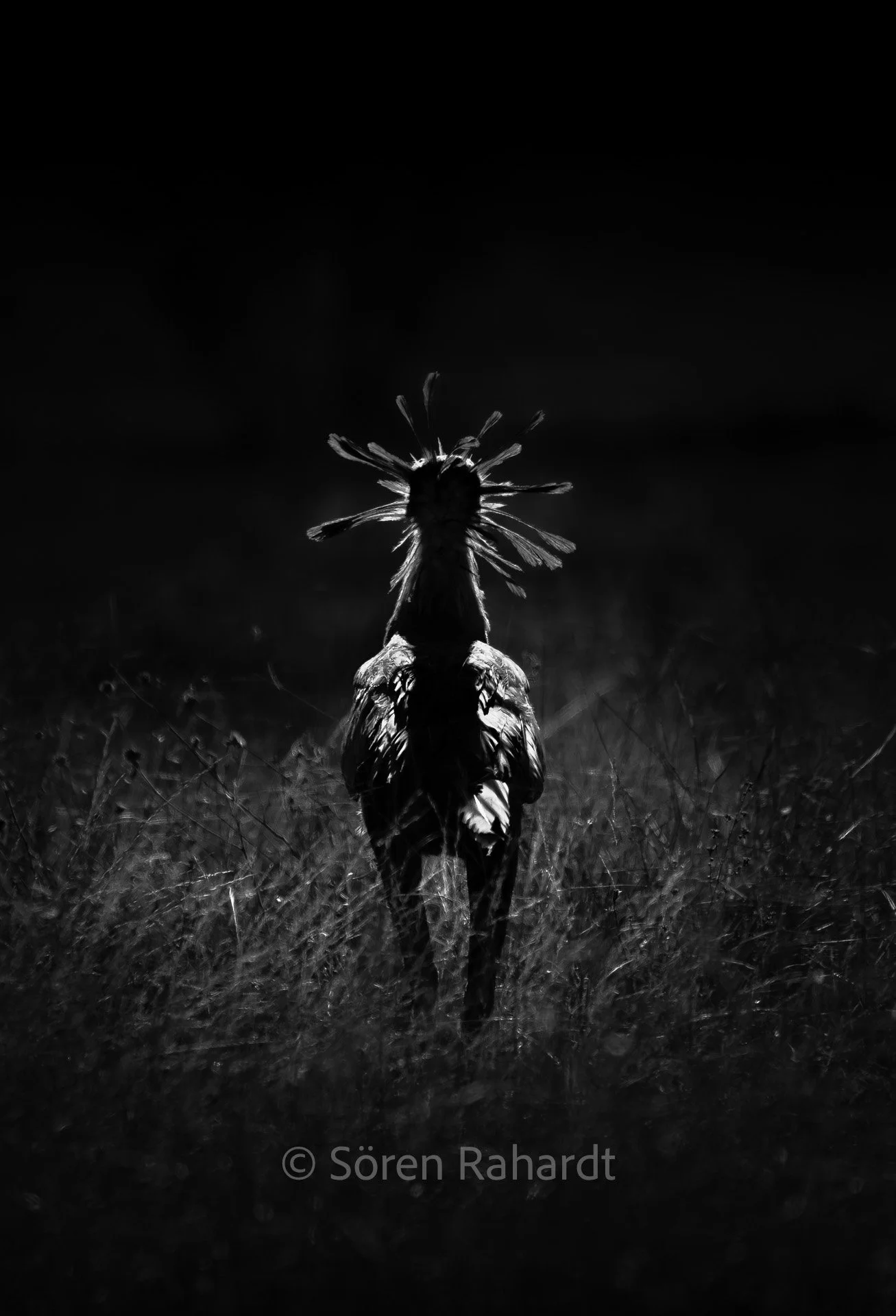 soeren-2025-wildlife-kruger-vogel-low-key-01.jpg
