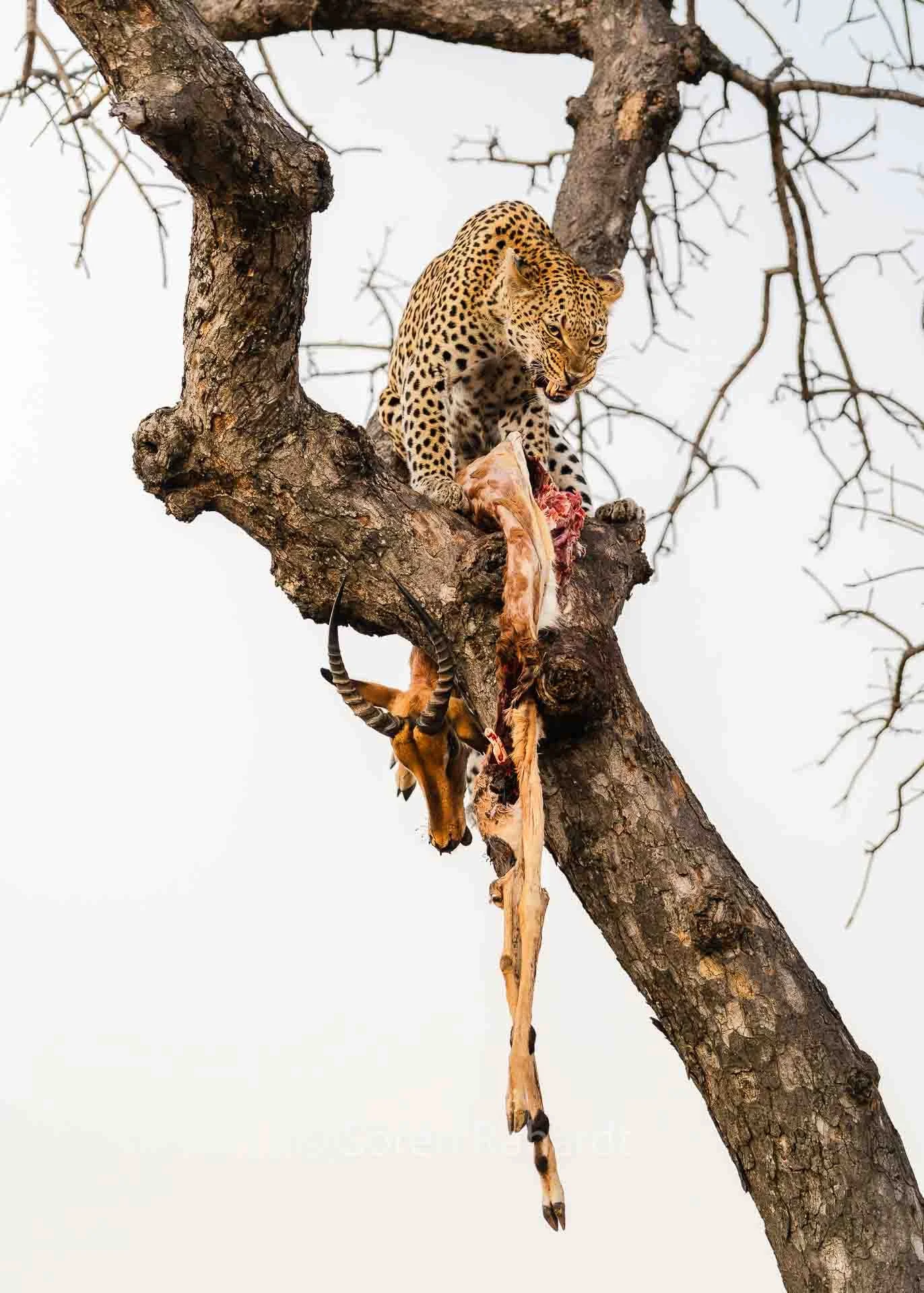 soeren-2025-wildlife-kruger-leopard-baum-16.jpg