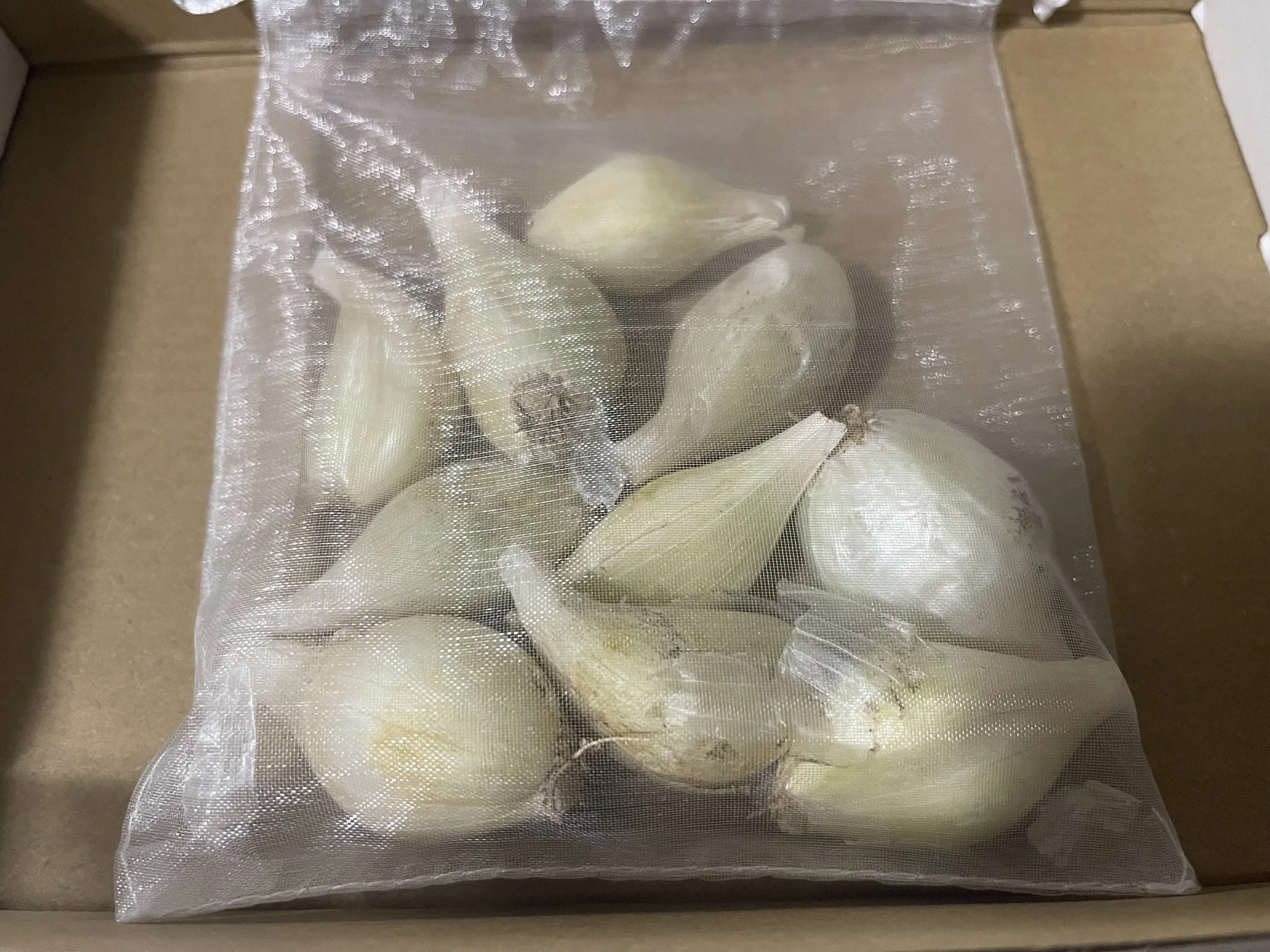 10 Louisiana Evergreen Shallots