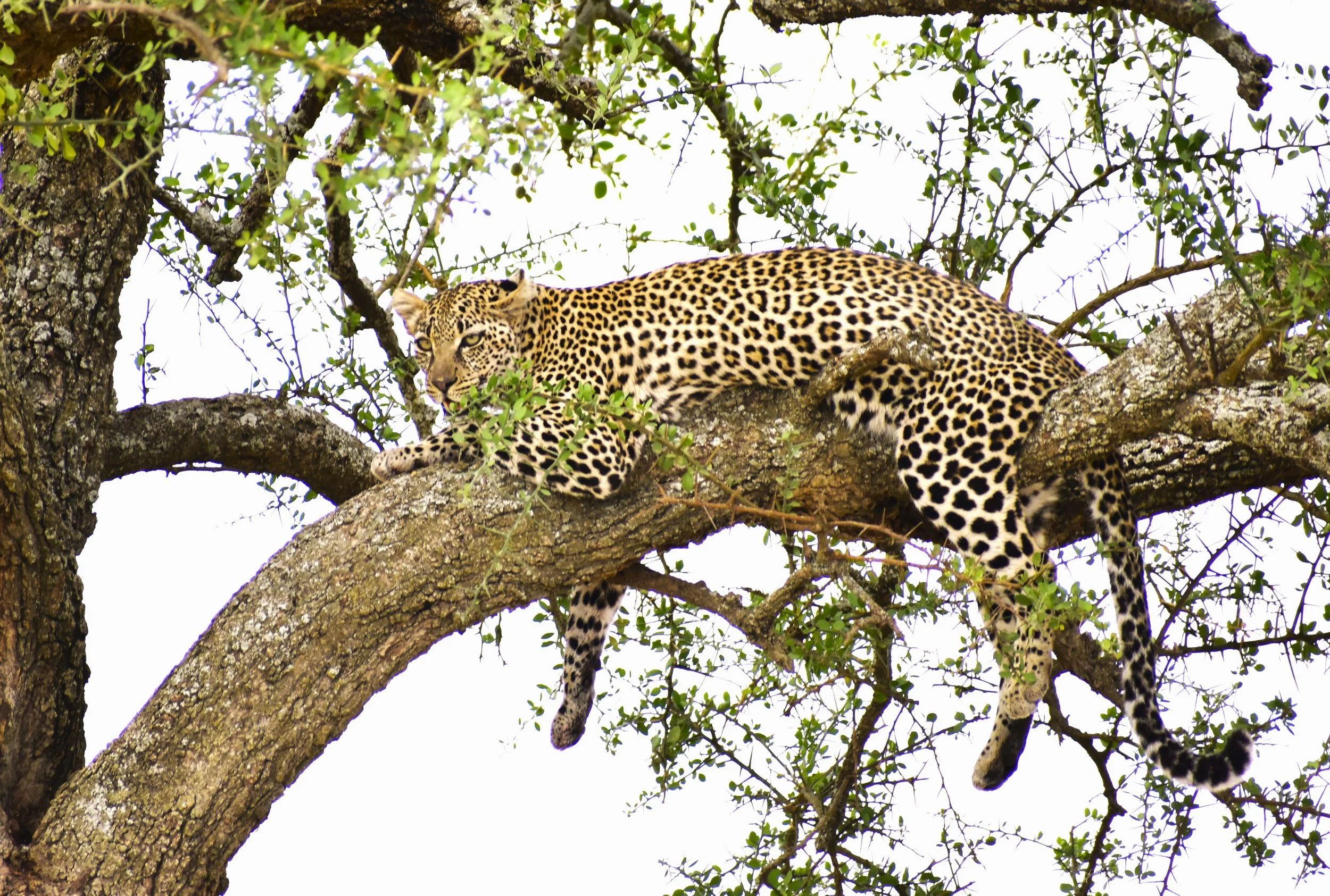 A leopard resting on a large tree branch amidst green leaves.