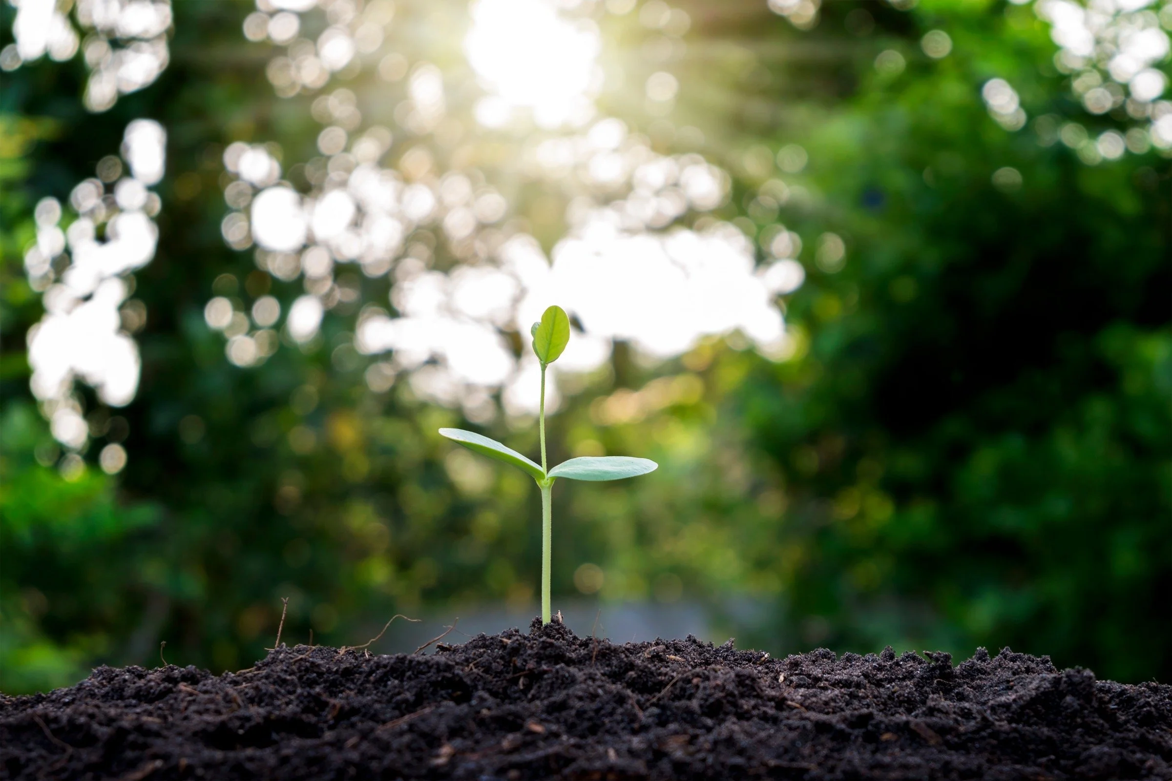 ESG Reporting in the UAE: A 2026 Compliance Playbook