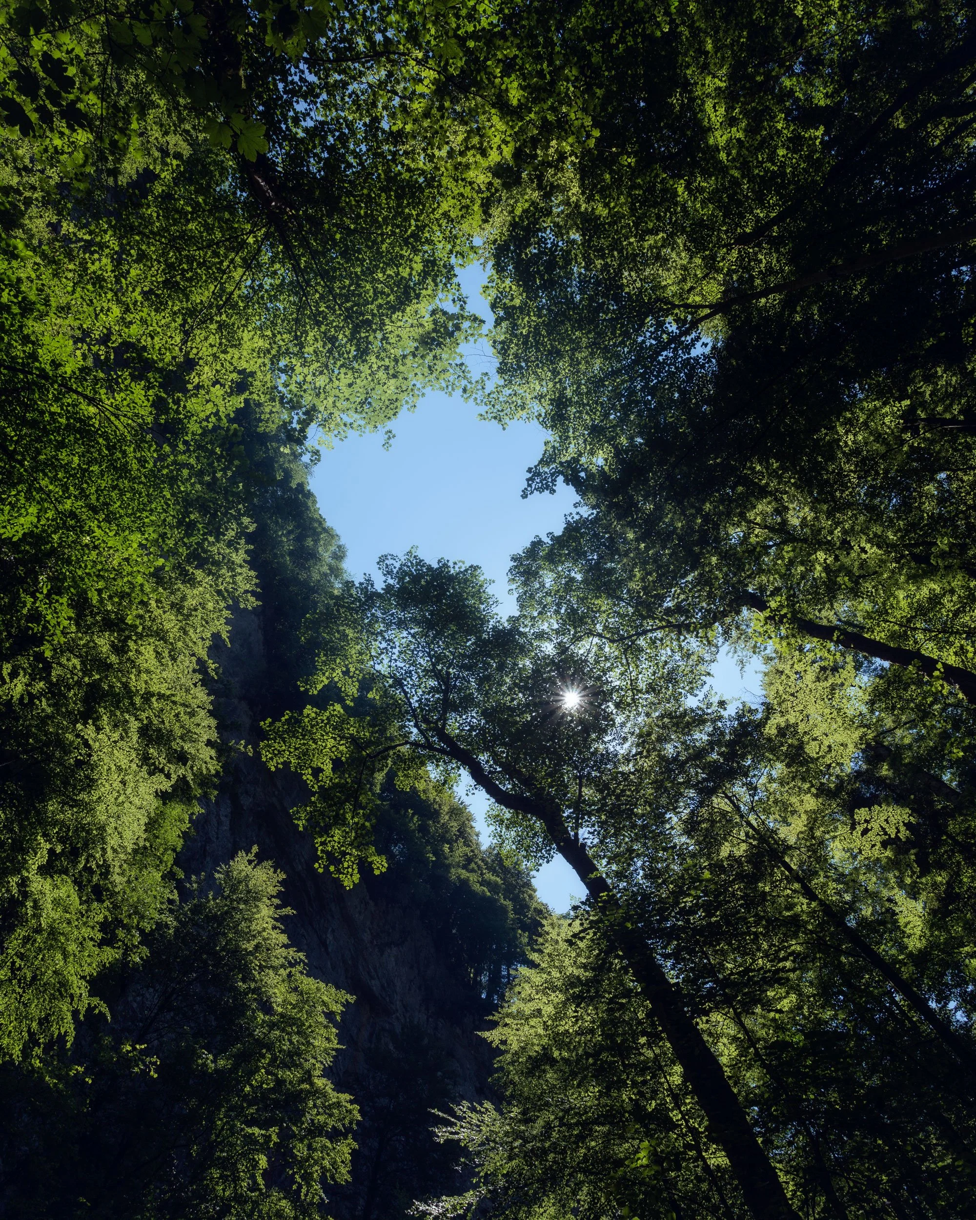 Looking up at a canopy of green trees with sunlight peeking through the leaves on a clear blue sky.