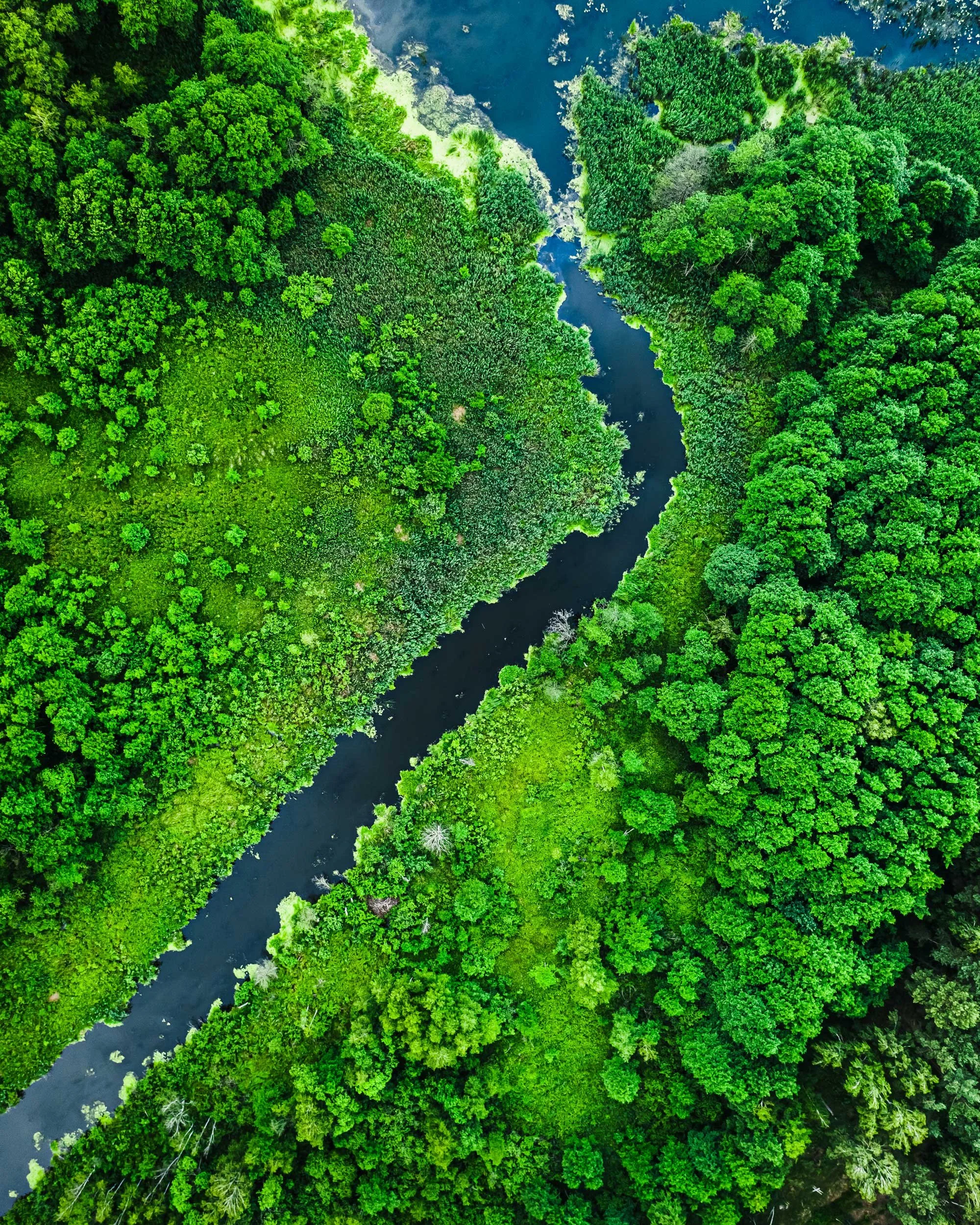 An aerial view of a winding river through dense green forest.