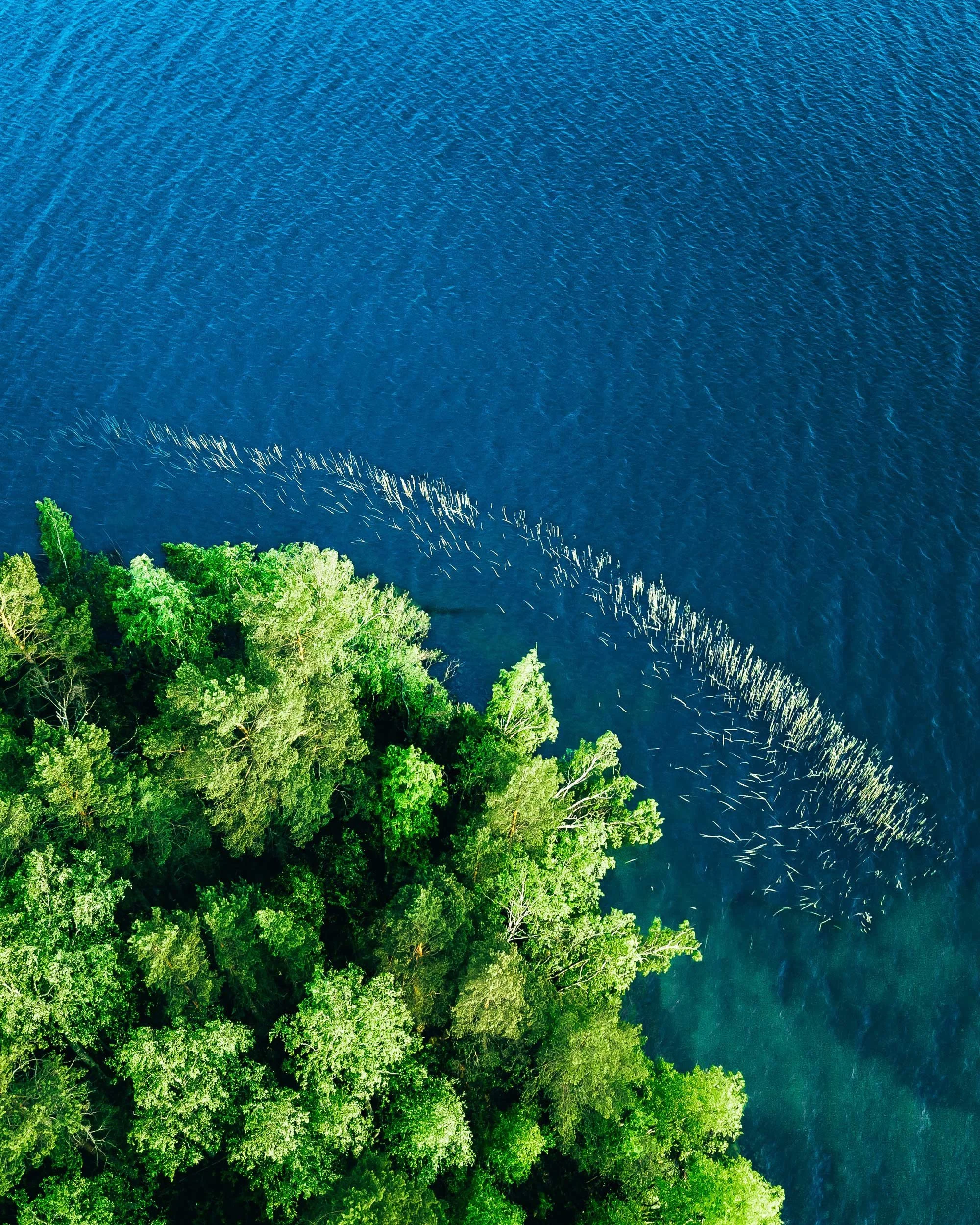 Aerial view of a lush green forest bordering a large body of blue water with visible wave patterns.