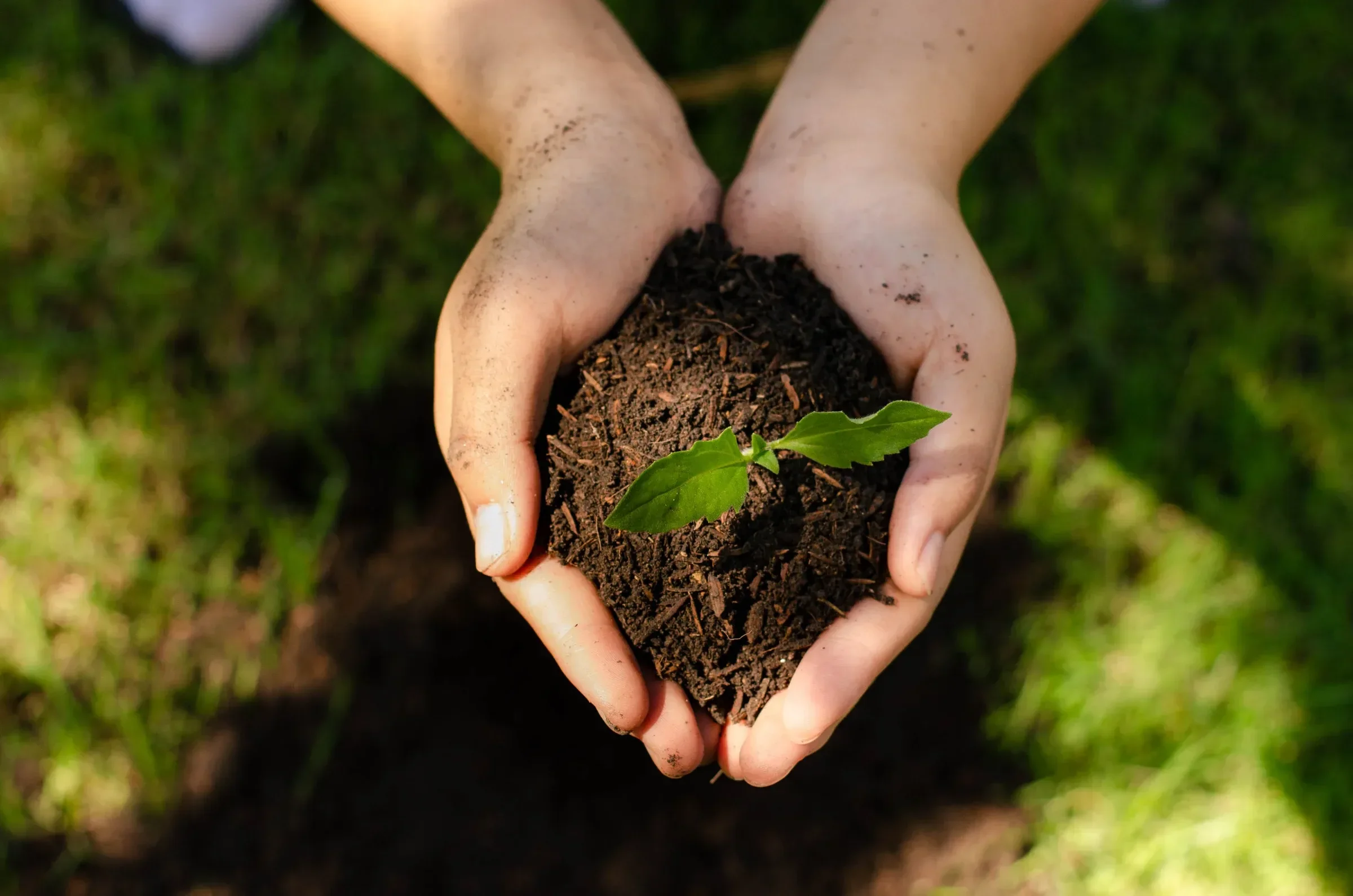 Hands holding soil with a small green plant emerging from it, symbolizing growth and gardening.