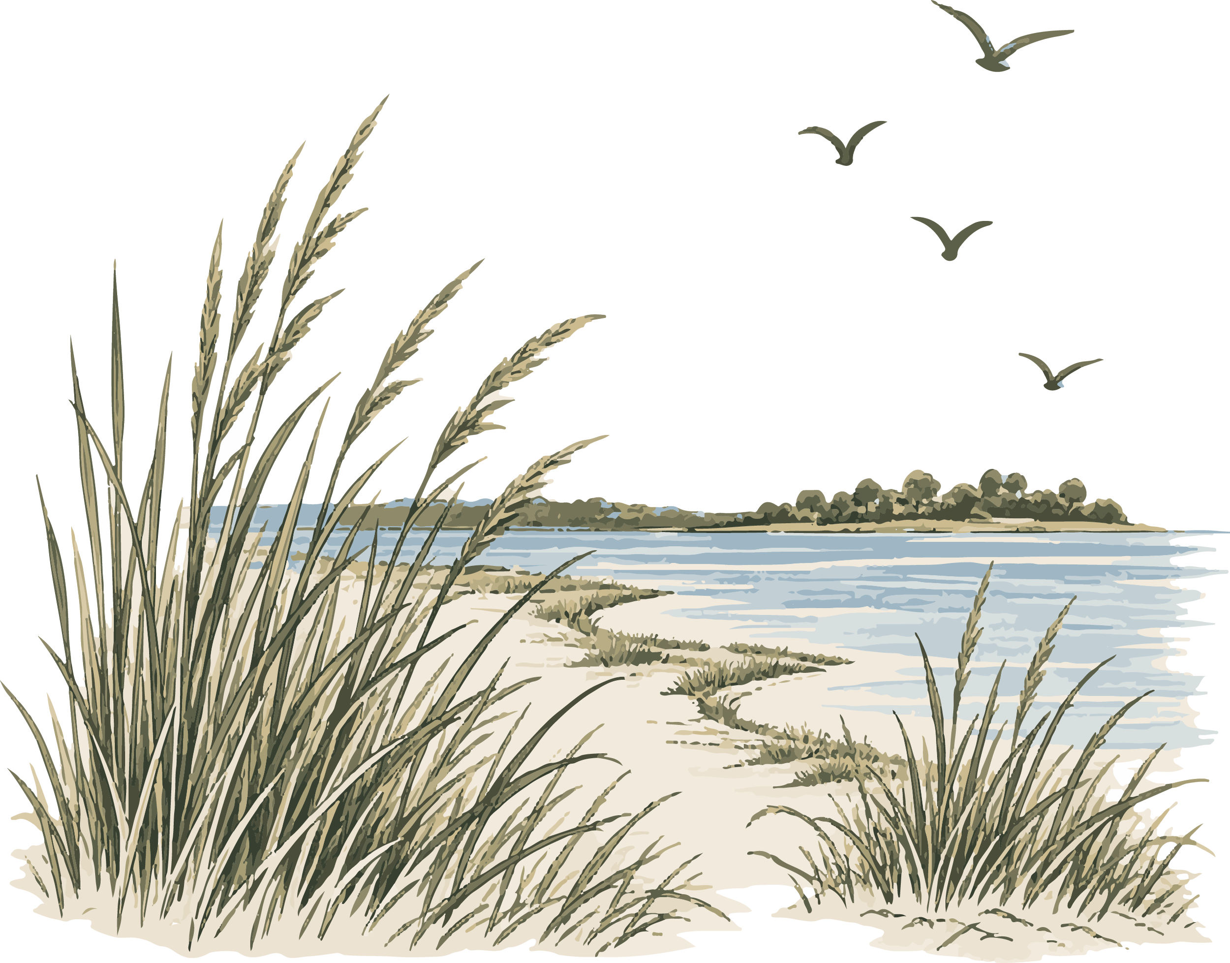Dune grass near a sandy beach with water and a small forest in the background, and seagulls flying in the sky.