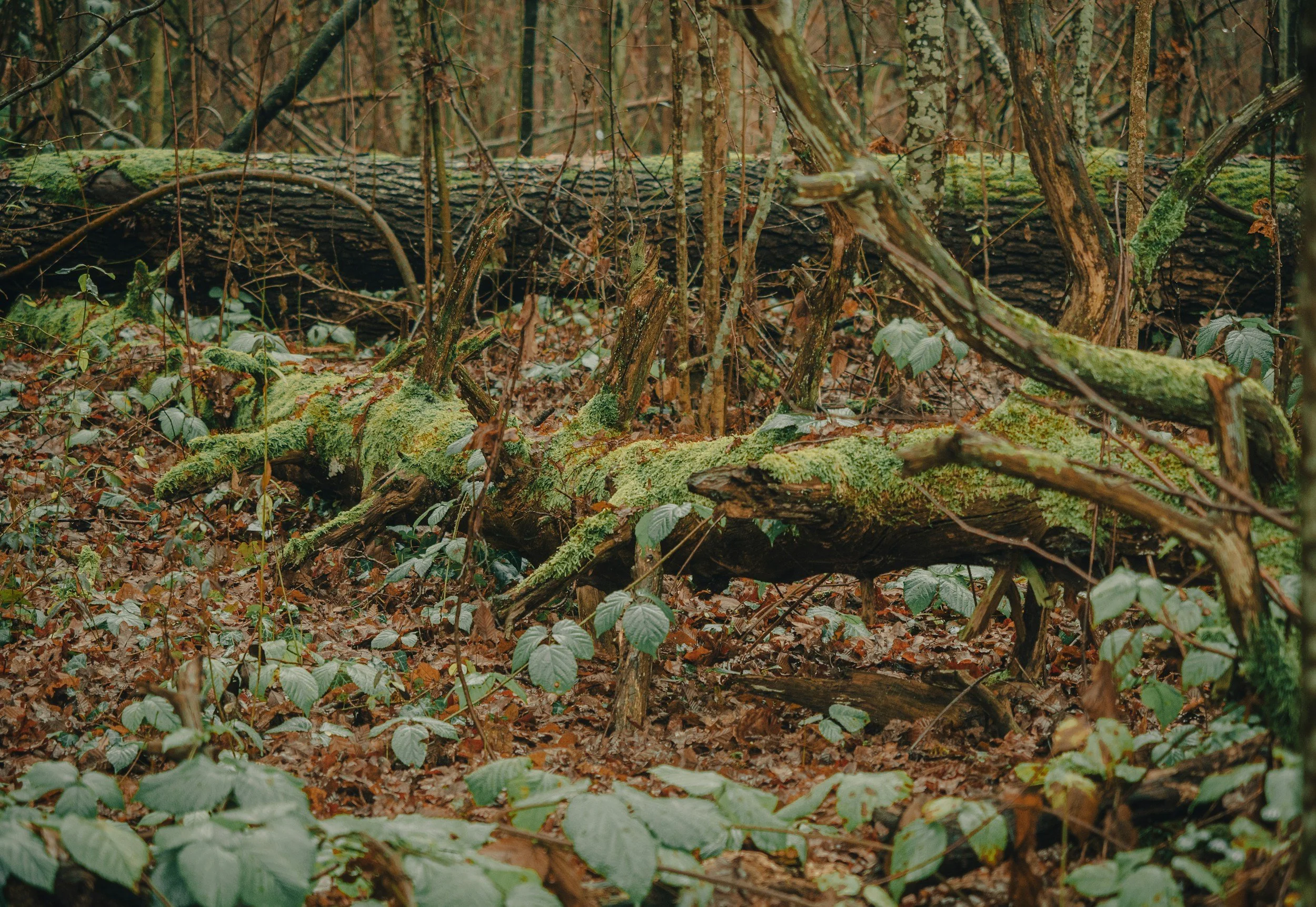 Fallen tree trunk with green moss in a forest with dense undergrowth and leaf litter.