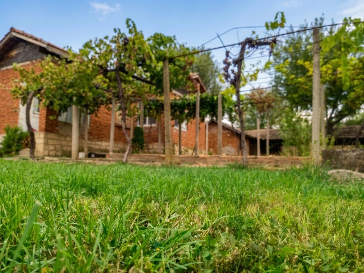 lawn closeup.jpg
